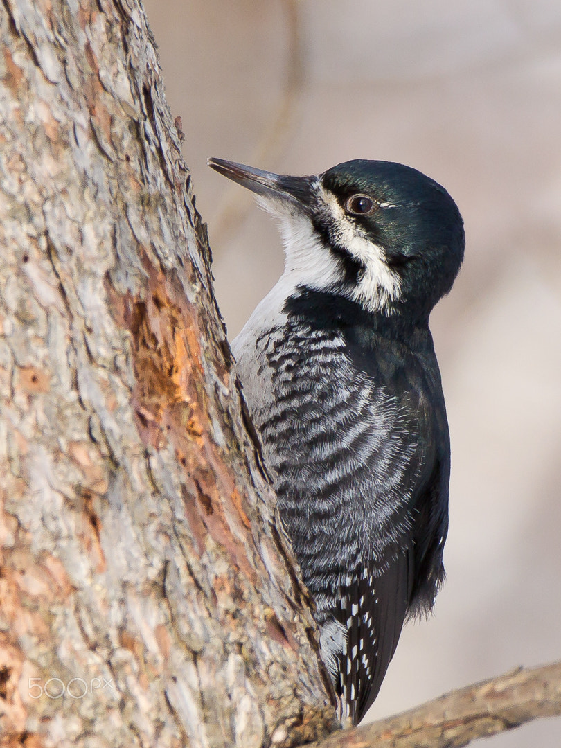 Canon EOS-1D Mark IV sample photo. Black-backed woodpecker photography