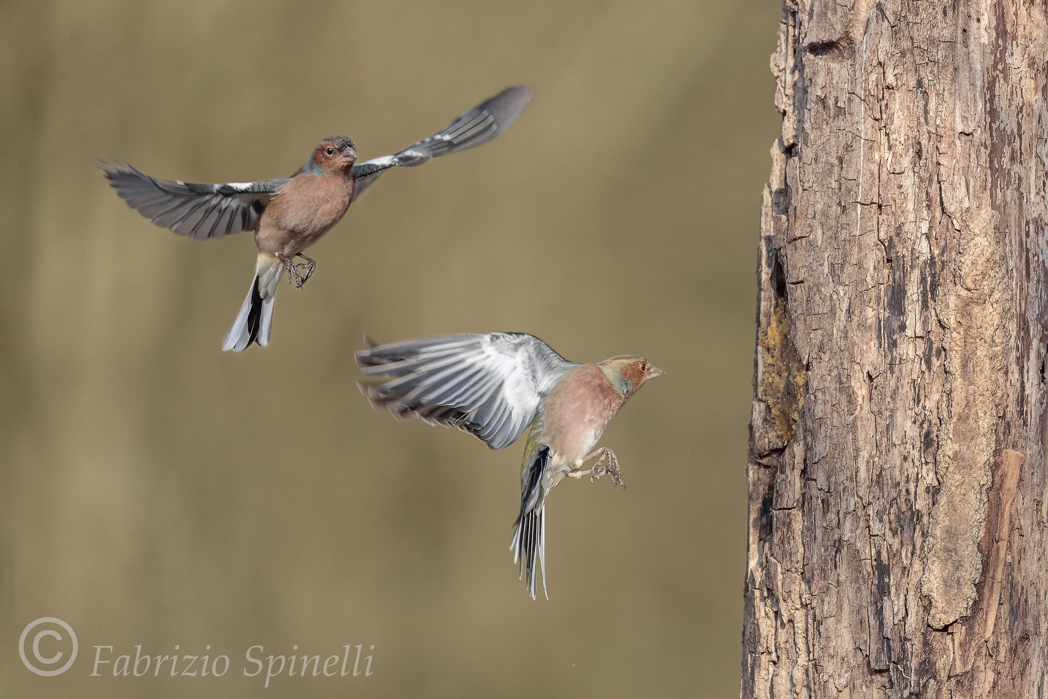 150-600mm F5-6.3 DG OS HSM | Sports 014 sample photo. Fringuello in caccia di cibo photography