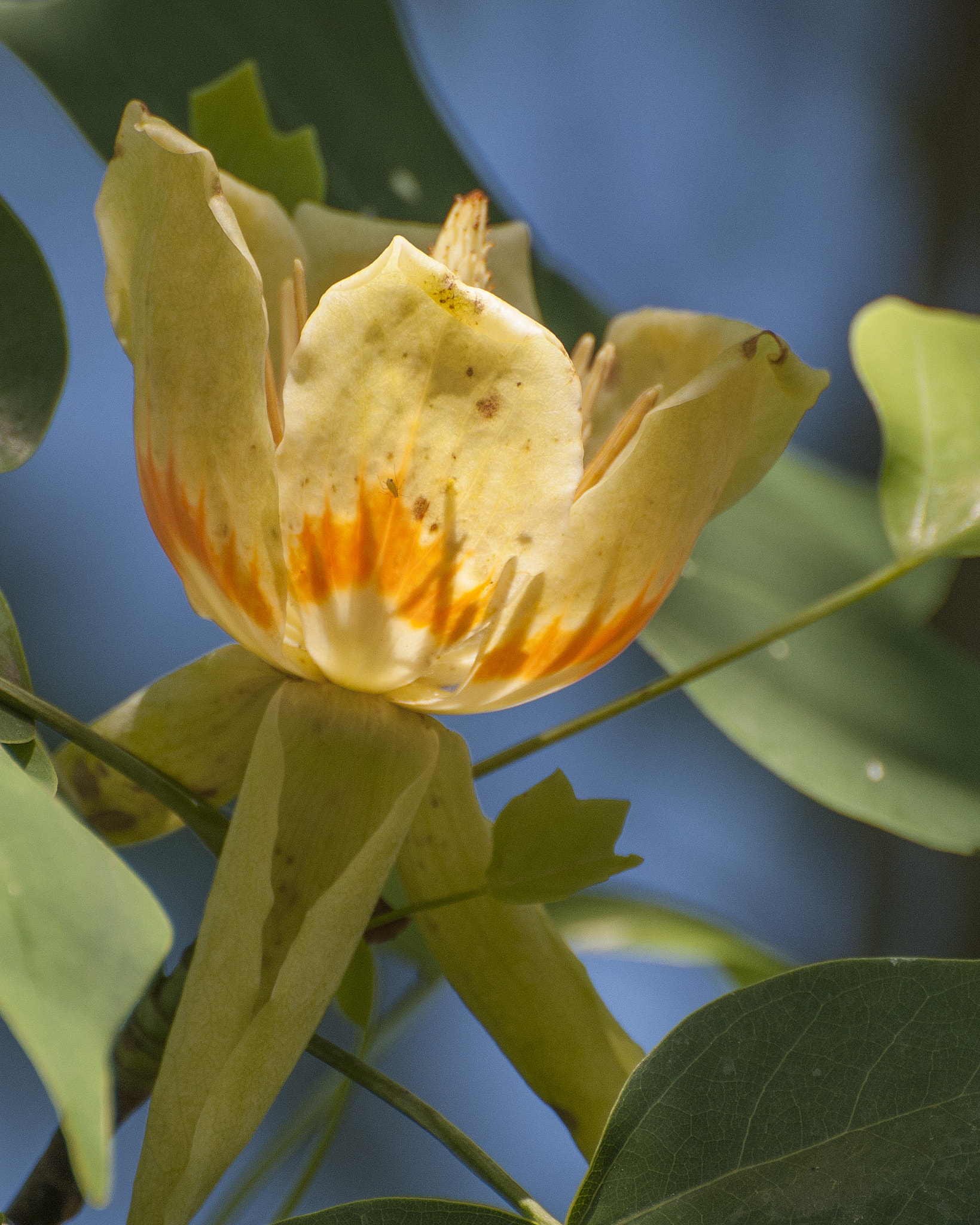 Nikon D300 sample photo. Poplar flower photography