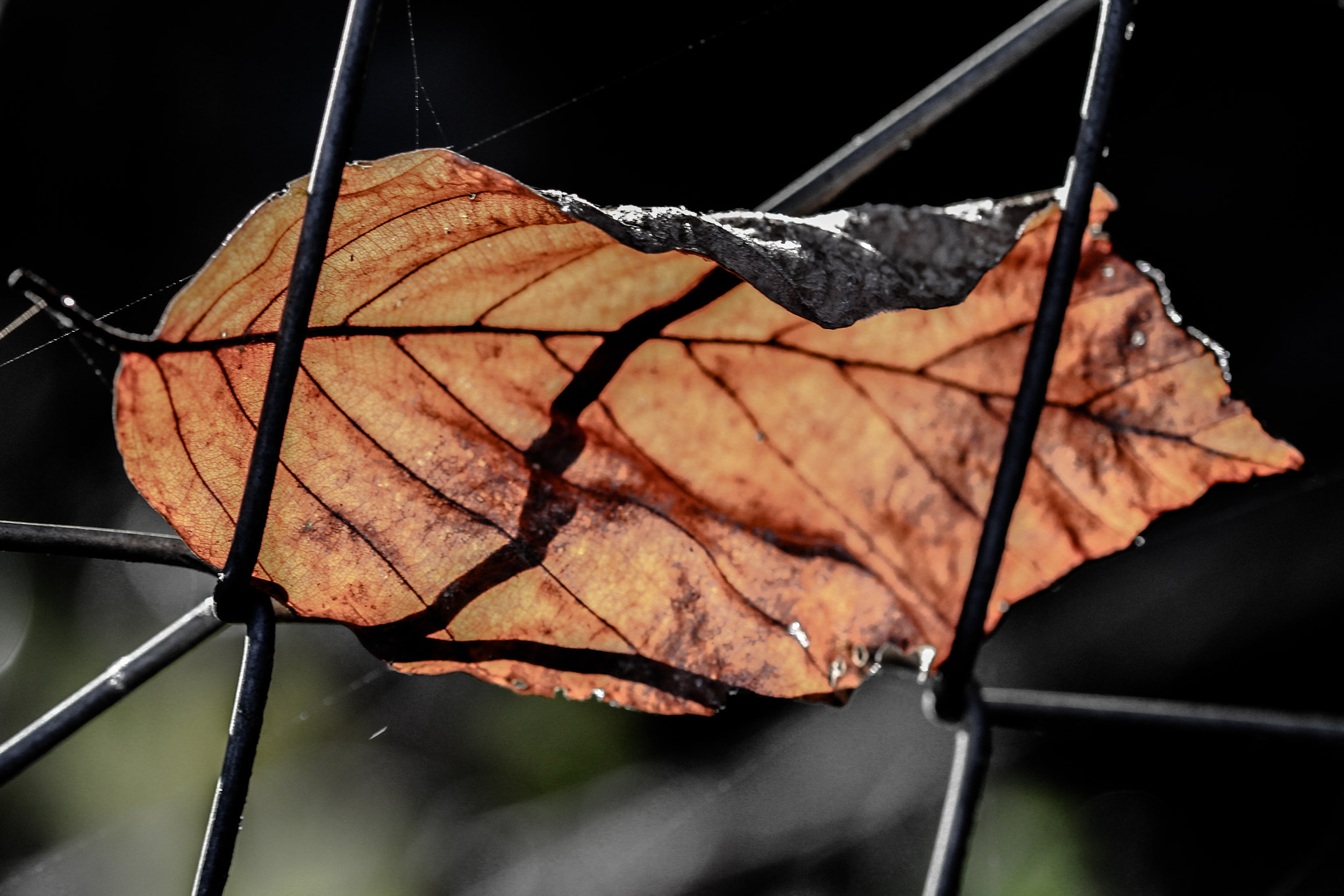 Sigma 105mm F2.8 EX DG OS HSM sample photo. Leaf prisoner of the fence photography