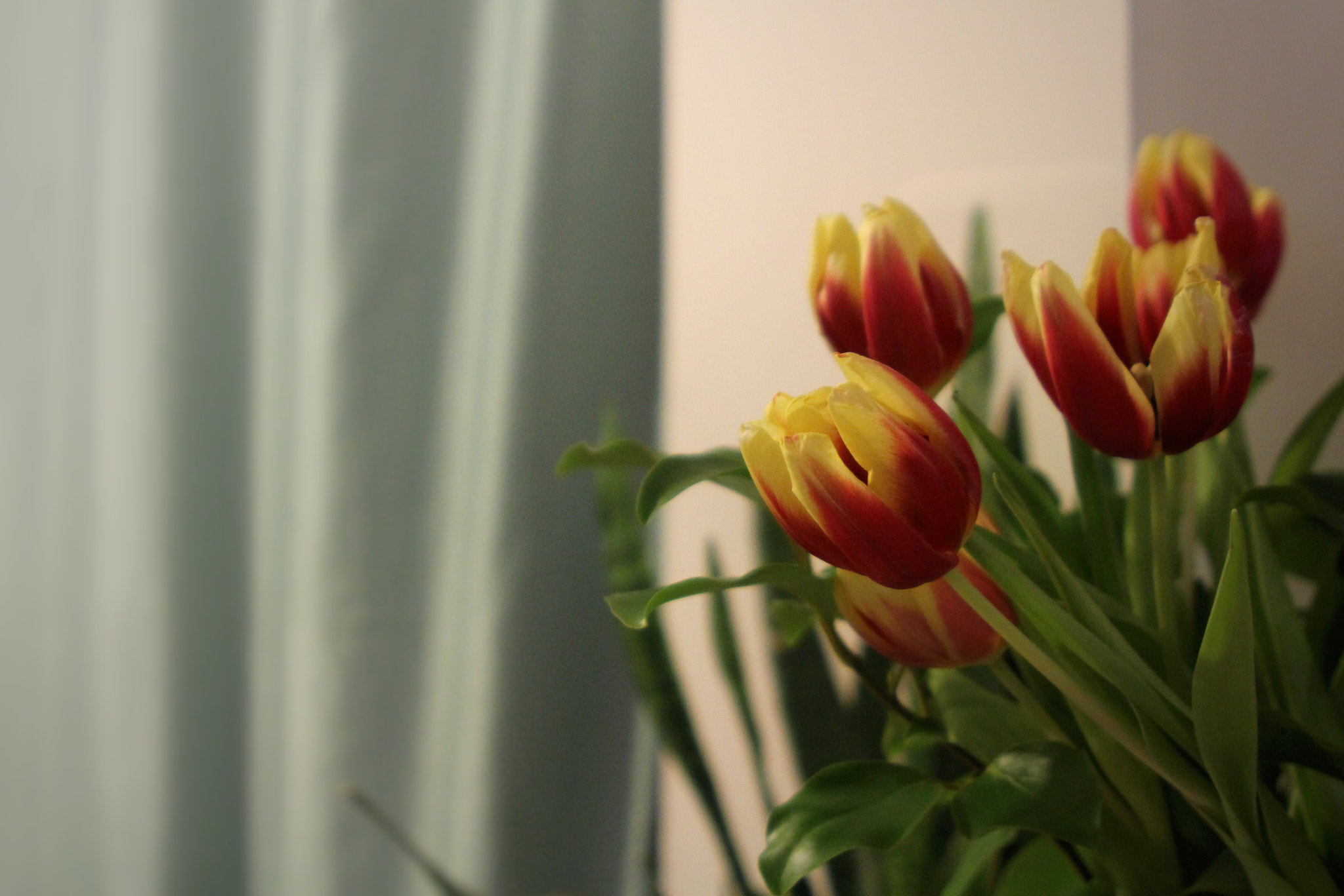 Canon EF 28-105mm f/3.5-4.5 USM sample photo. Tulips photography