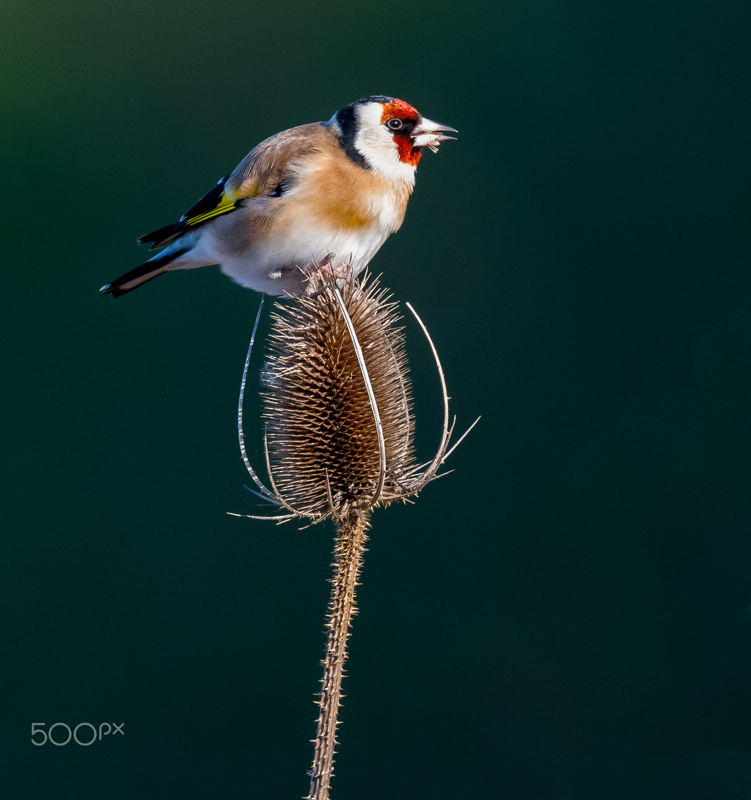 Nikon AF-S Nikkor 600mm F4E FL ED VR sample photo. Goldfinch feeding on a teasel photography