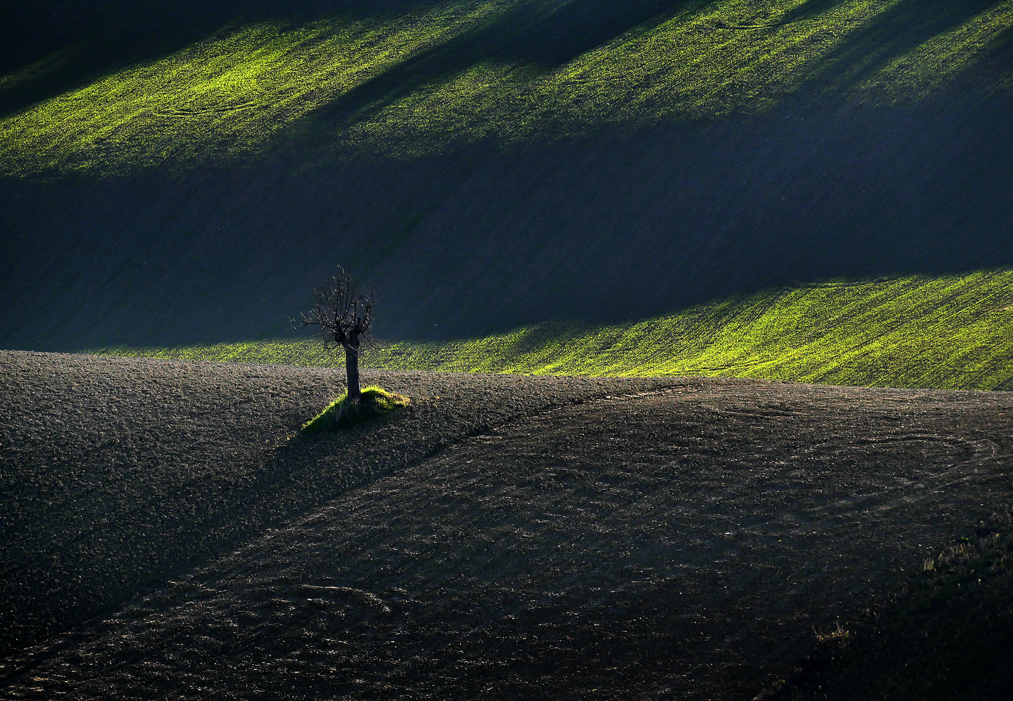 Panasonic Lumix DMC-G7 + LEICA DG 100-400/F4.0-6.3 sample photo. Tree... photography