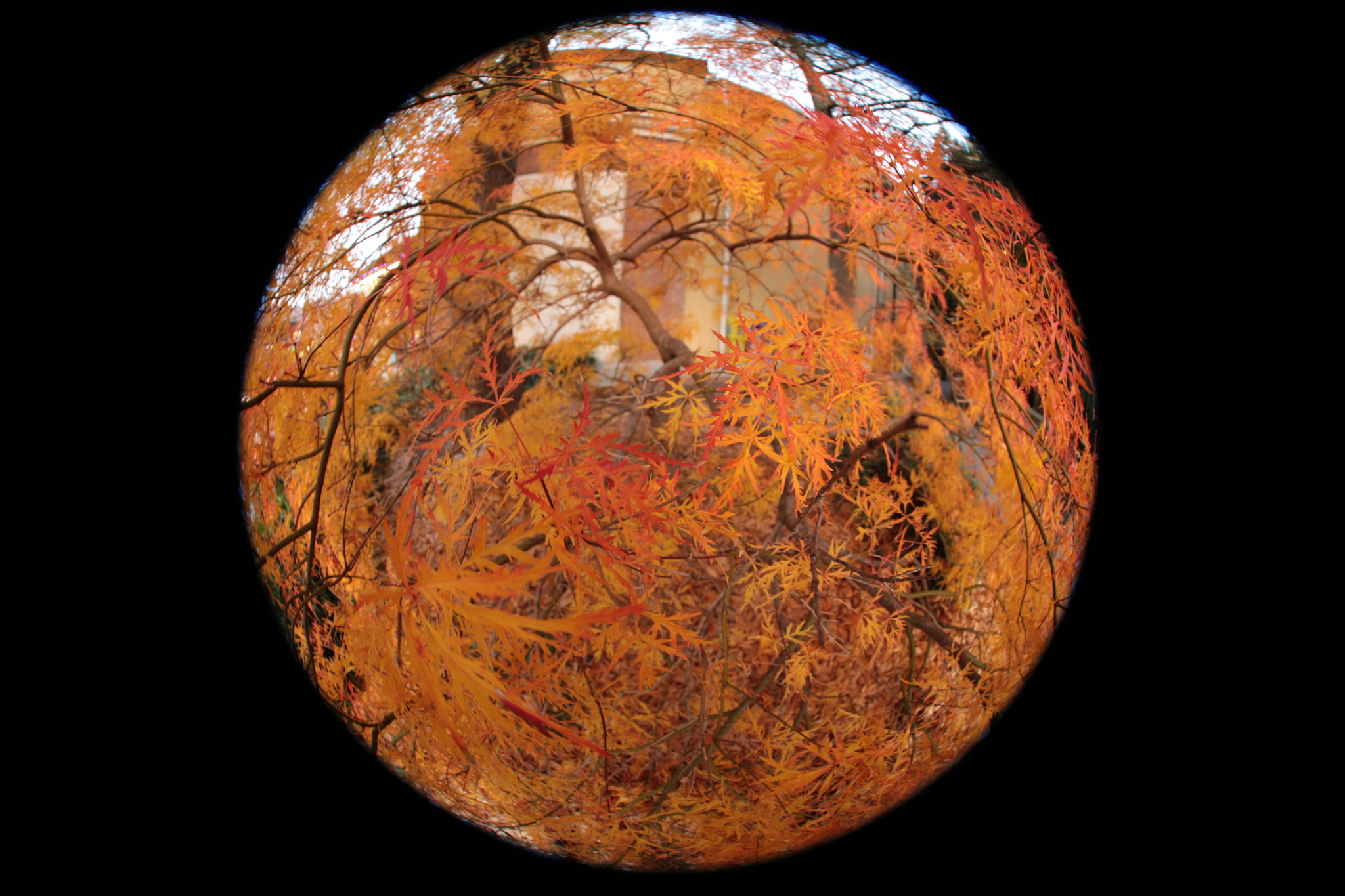 Canon EF 8-15mm F4L Fisheye USM sample photo. Ochre 360 pov photography