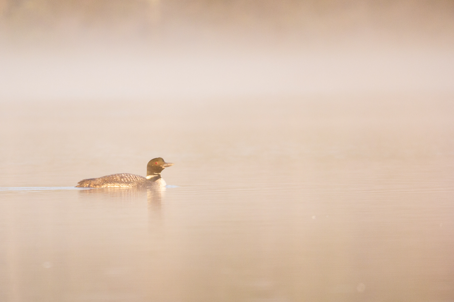 150-600mm F5-6.3 DG OS HSM | Sports 014 sample photo. Loon photography