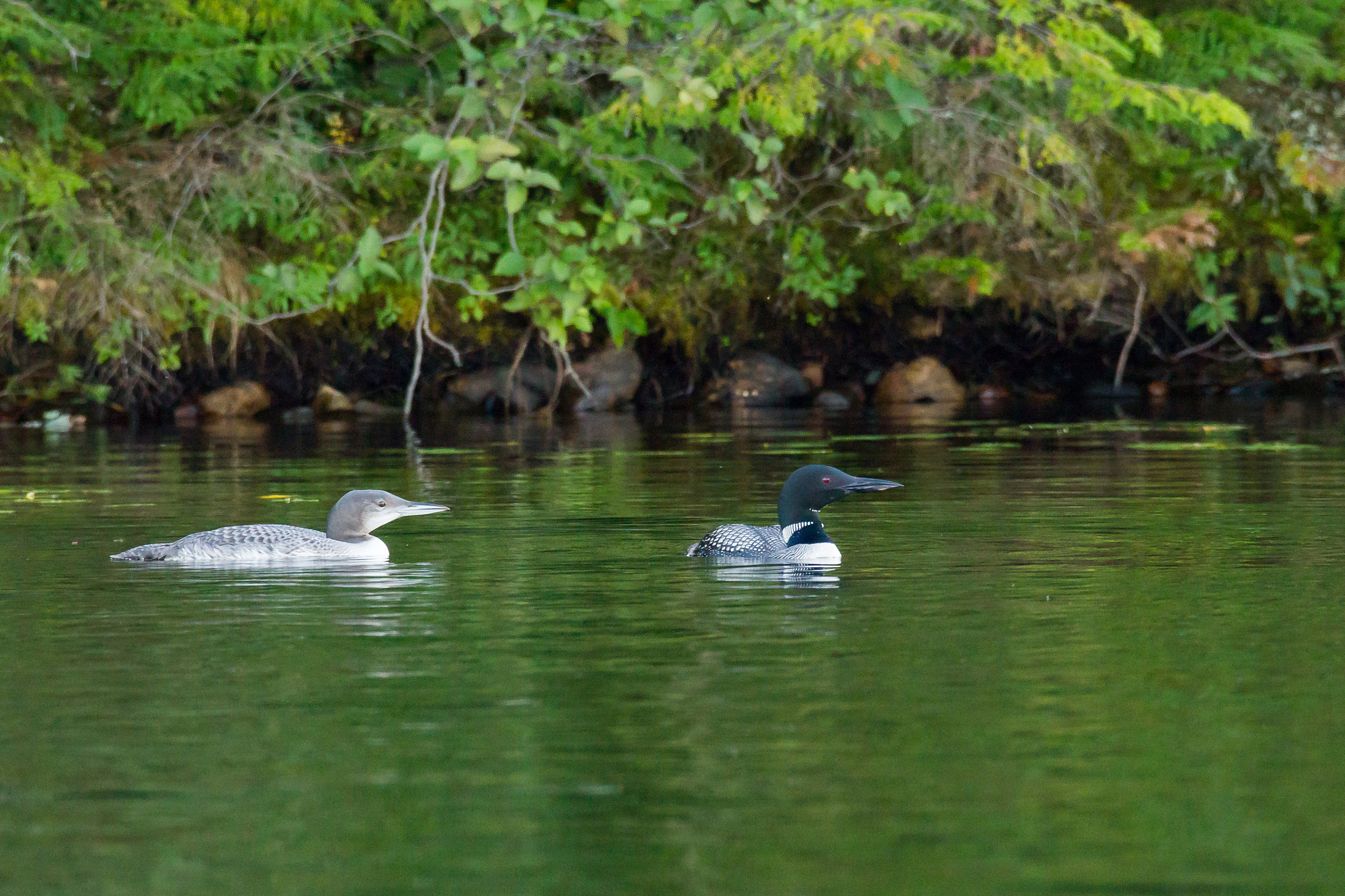 150-600mm F5-6.3 DG OS HSM | Sports 014 sample photo. Loons photography