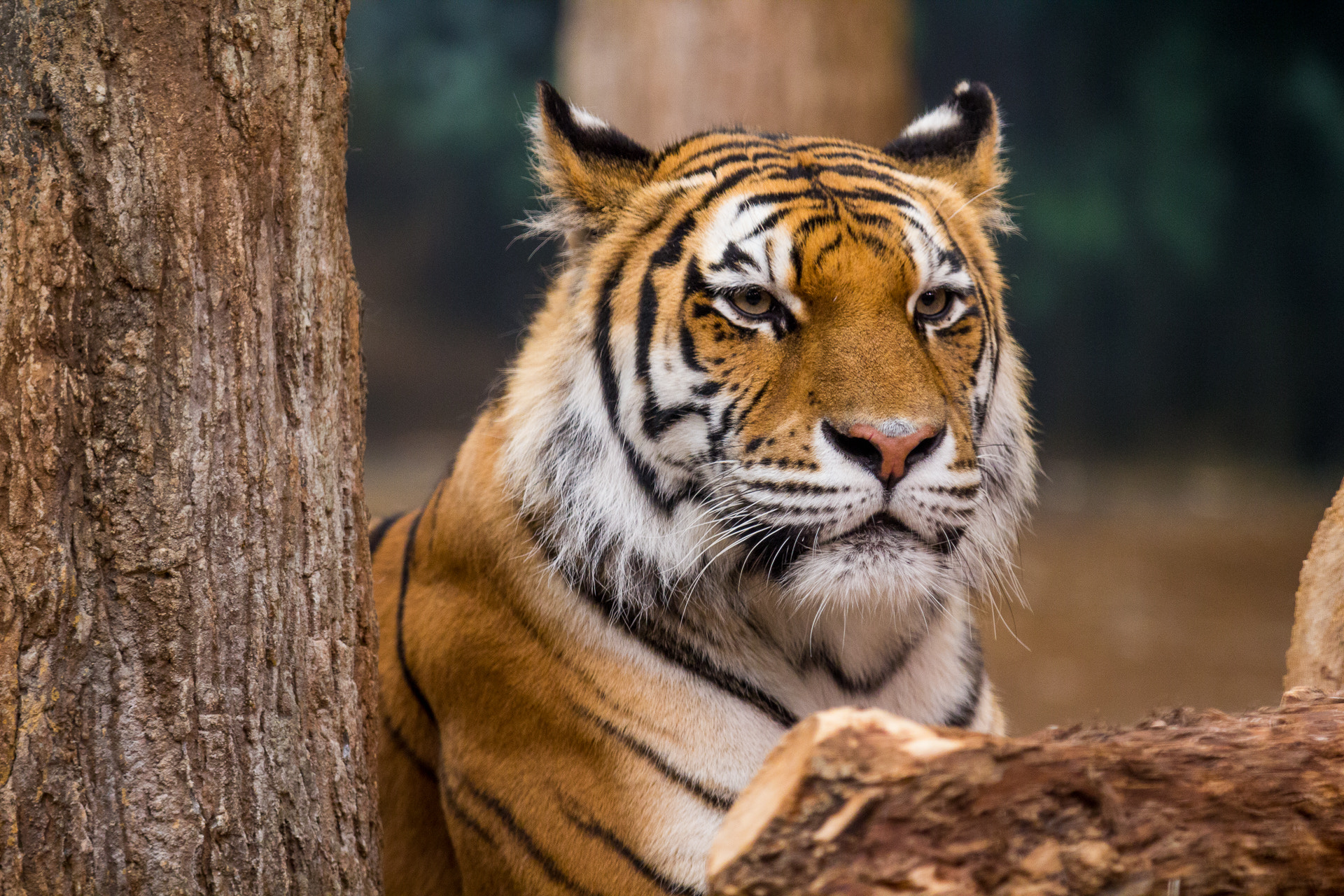 Canon EF 70-200mm F2.8L IS II USM sample photo. Tiger photography