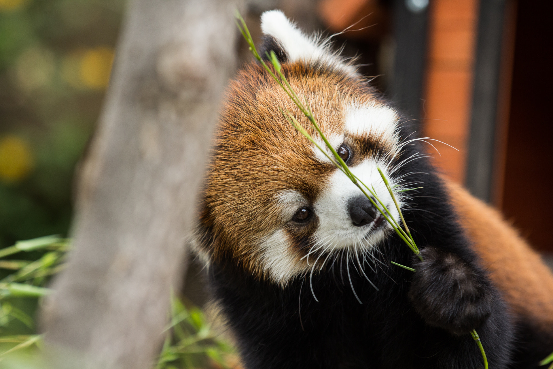 Canon EF 70-200mm F2.8L IS II USM sample photo. Red panda photography