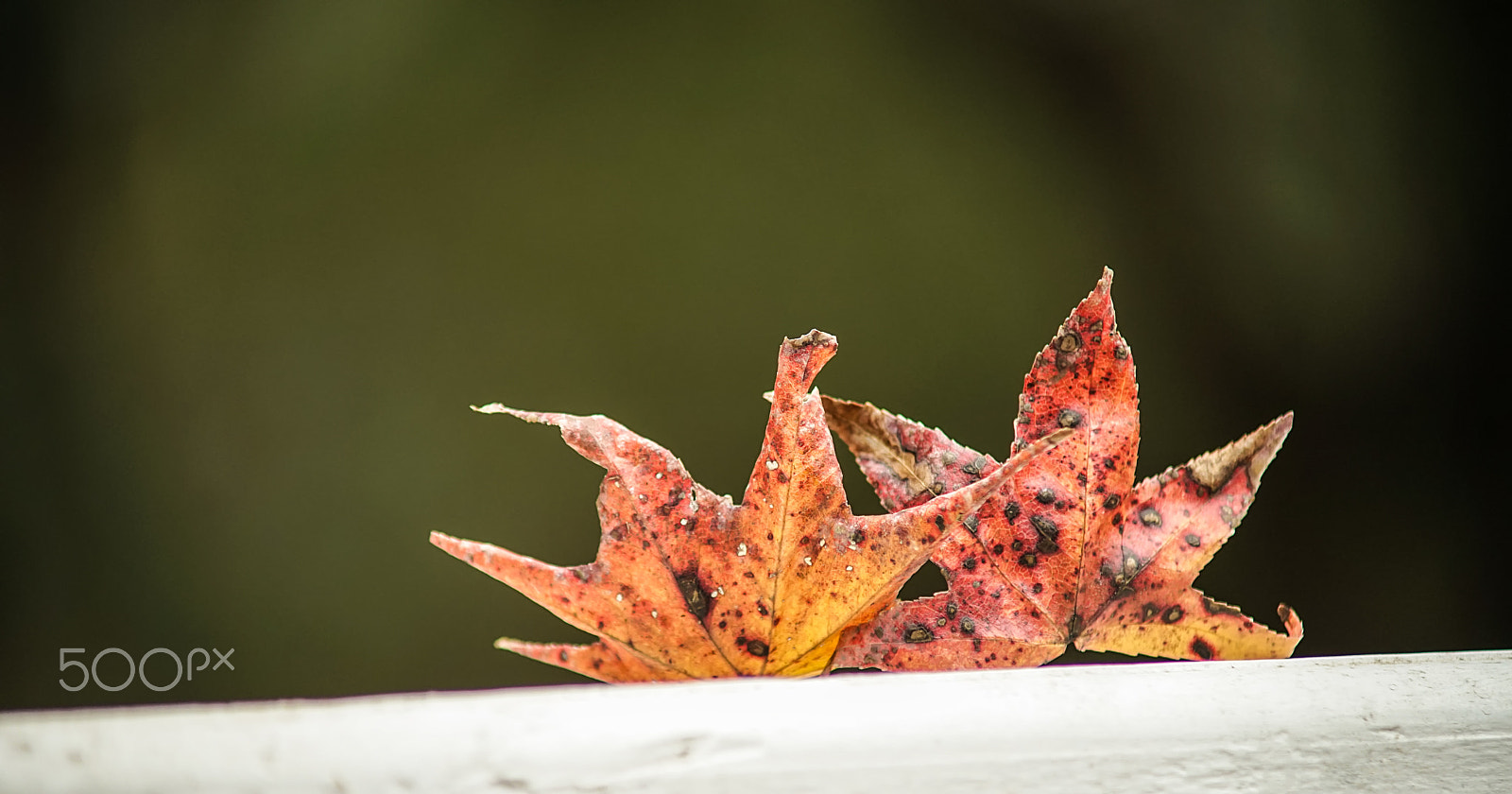 Minolta AF 70-210mm F4 Macro sample photo. Winter leaves photography