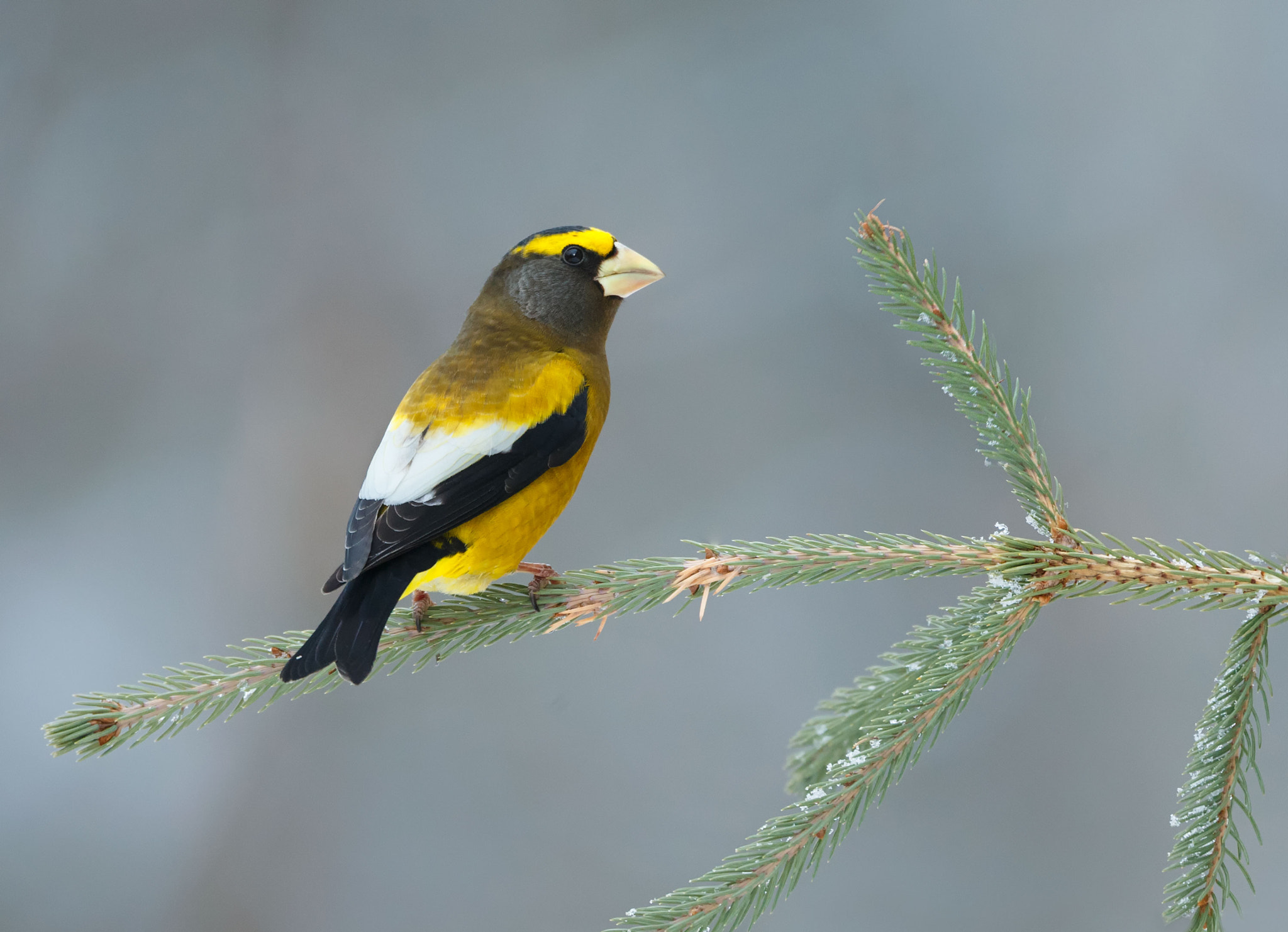 Canon EF 500mm F4L IS USM sample photo. Evening grosbeak photography