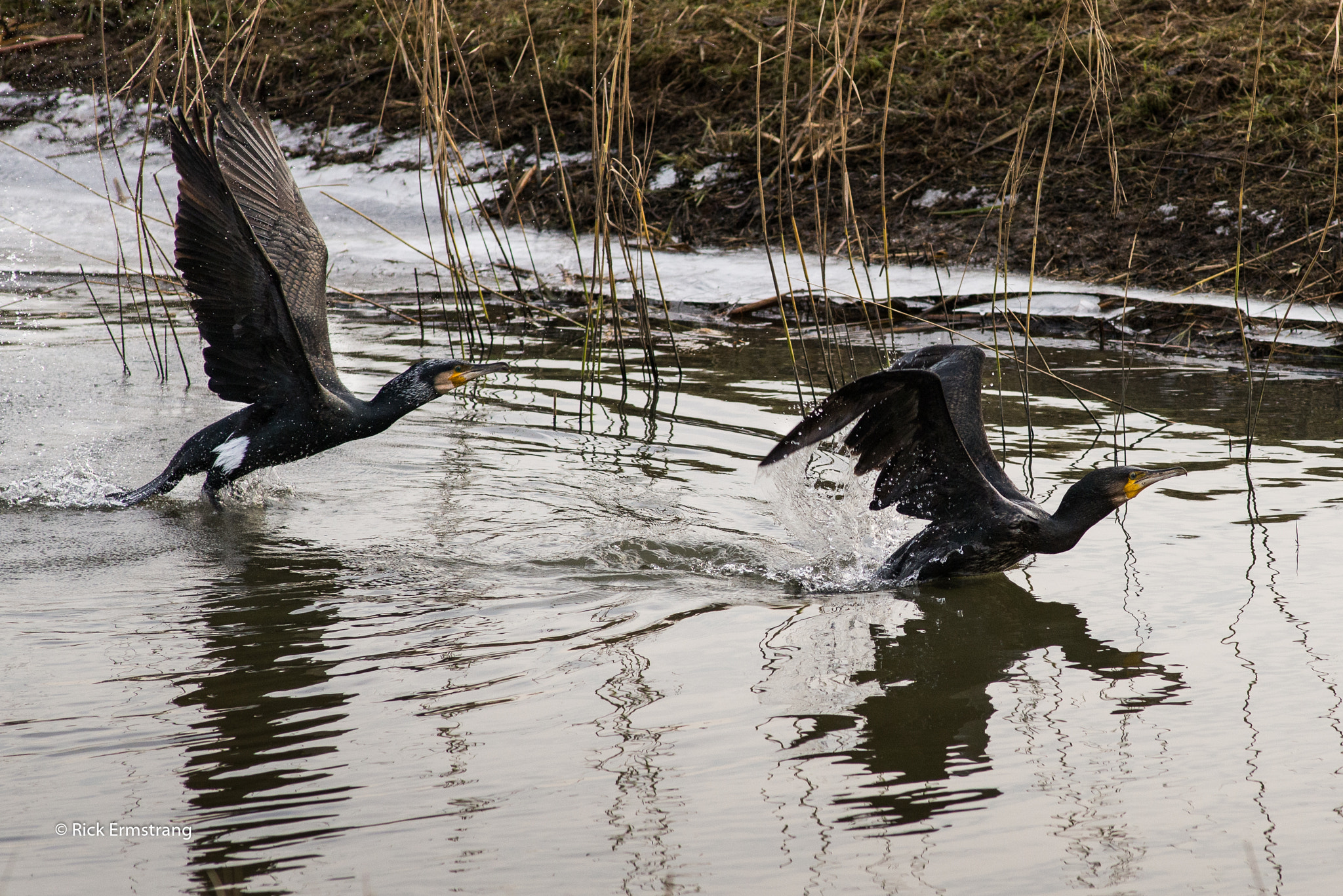 AF Nikkor 180mm f/2.8 IF-ED sample photo. Great cormorant

 photography