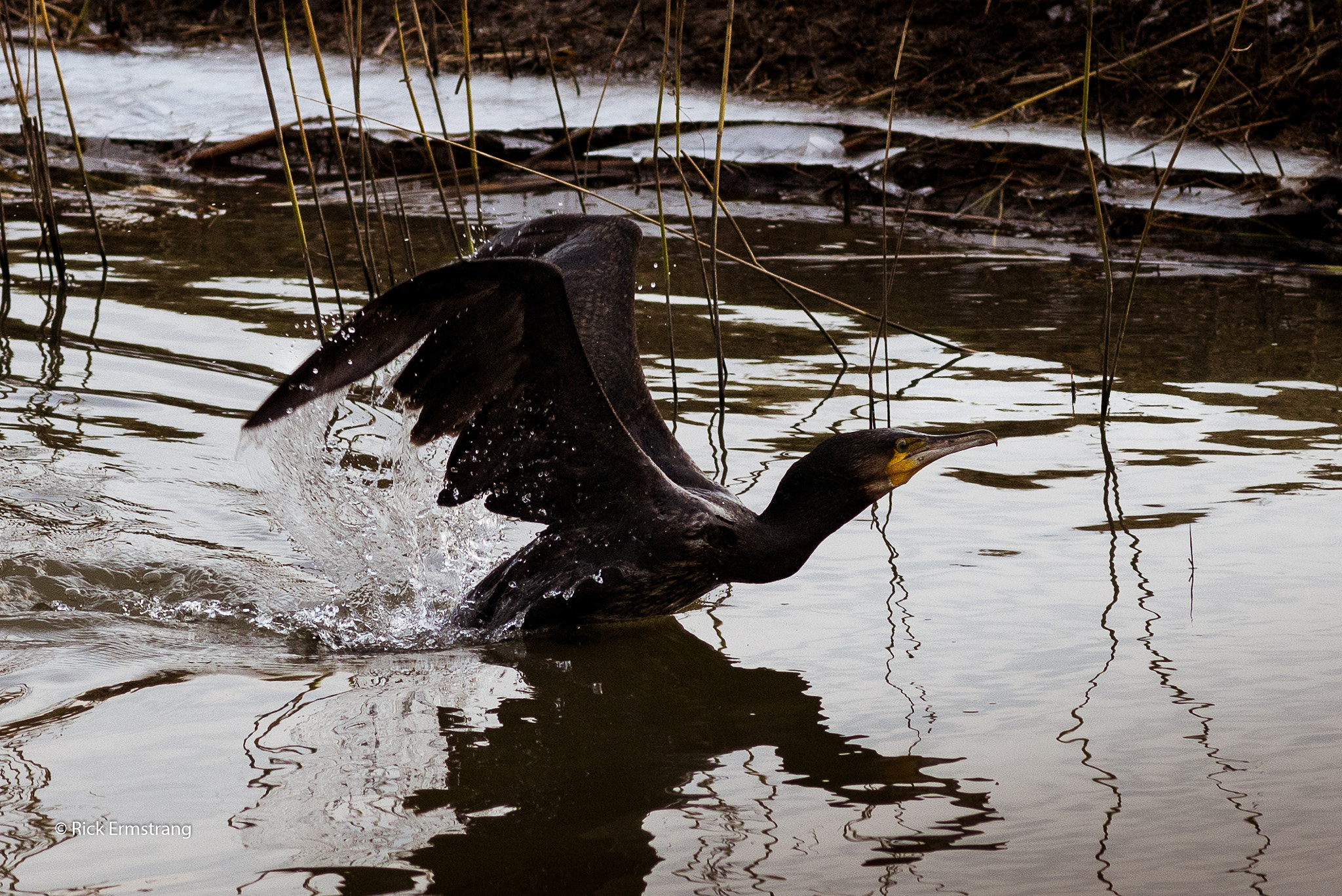 Nikon D610 + AF Nikkor 180mm f/2.8 IF-ED sample photo. Great cormorant

 photography