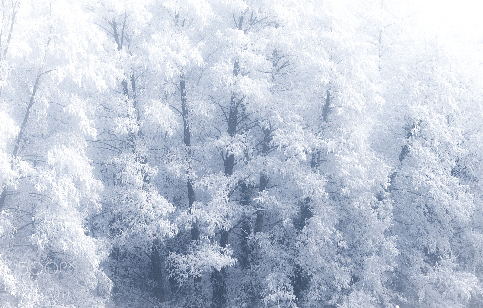 Nikon AF-S Nikkor 70-200mm F4G ED VR sample photo. White trees photography