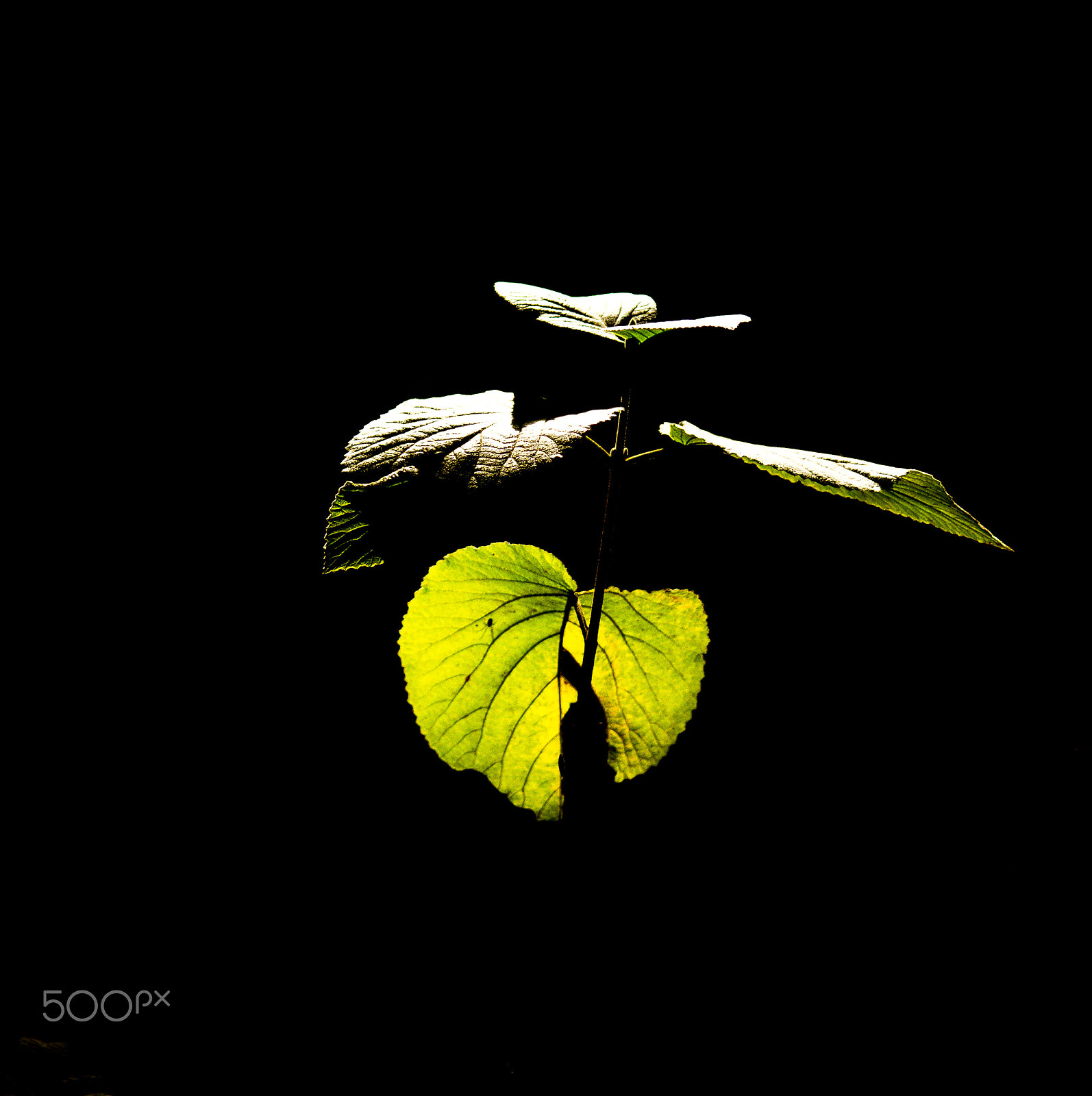 Sigma 150-500mm F5-6.3 DG OS HSM sample photo. In the light photography