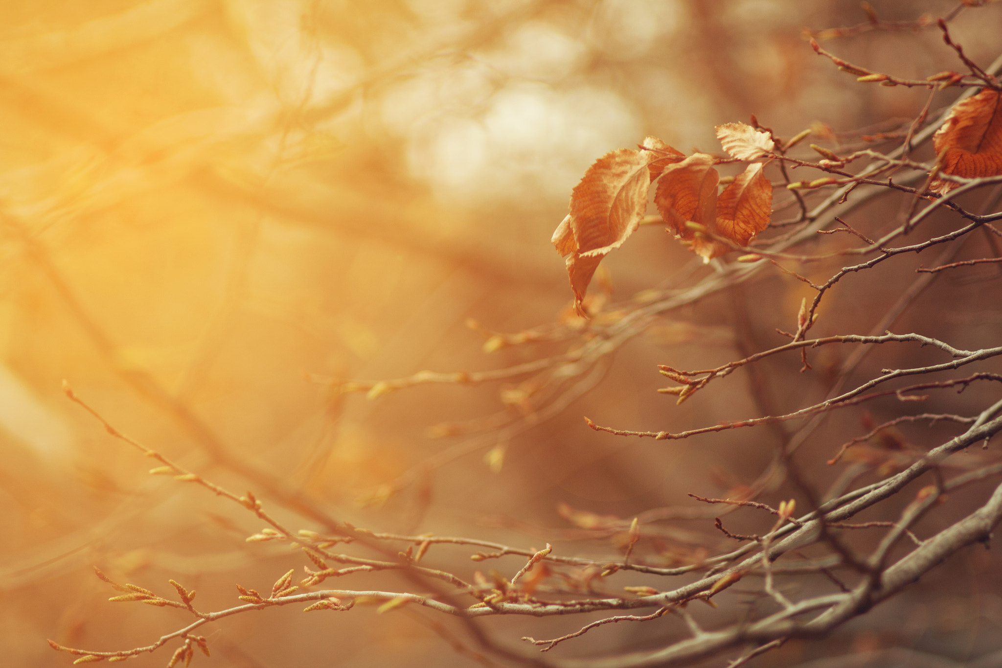 Canon EF 35-80mm f/4-5.6 sample photo. In the autumn forest photography