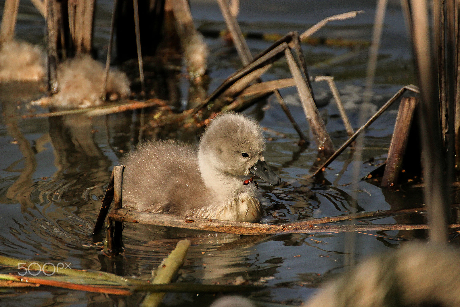 Tamron SP 35mm F1.8 Di VC USD sample photo. Cygnet photography