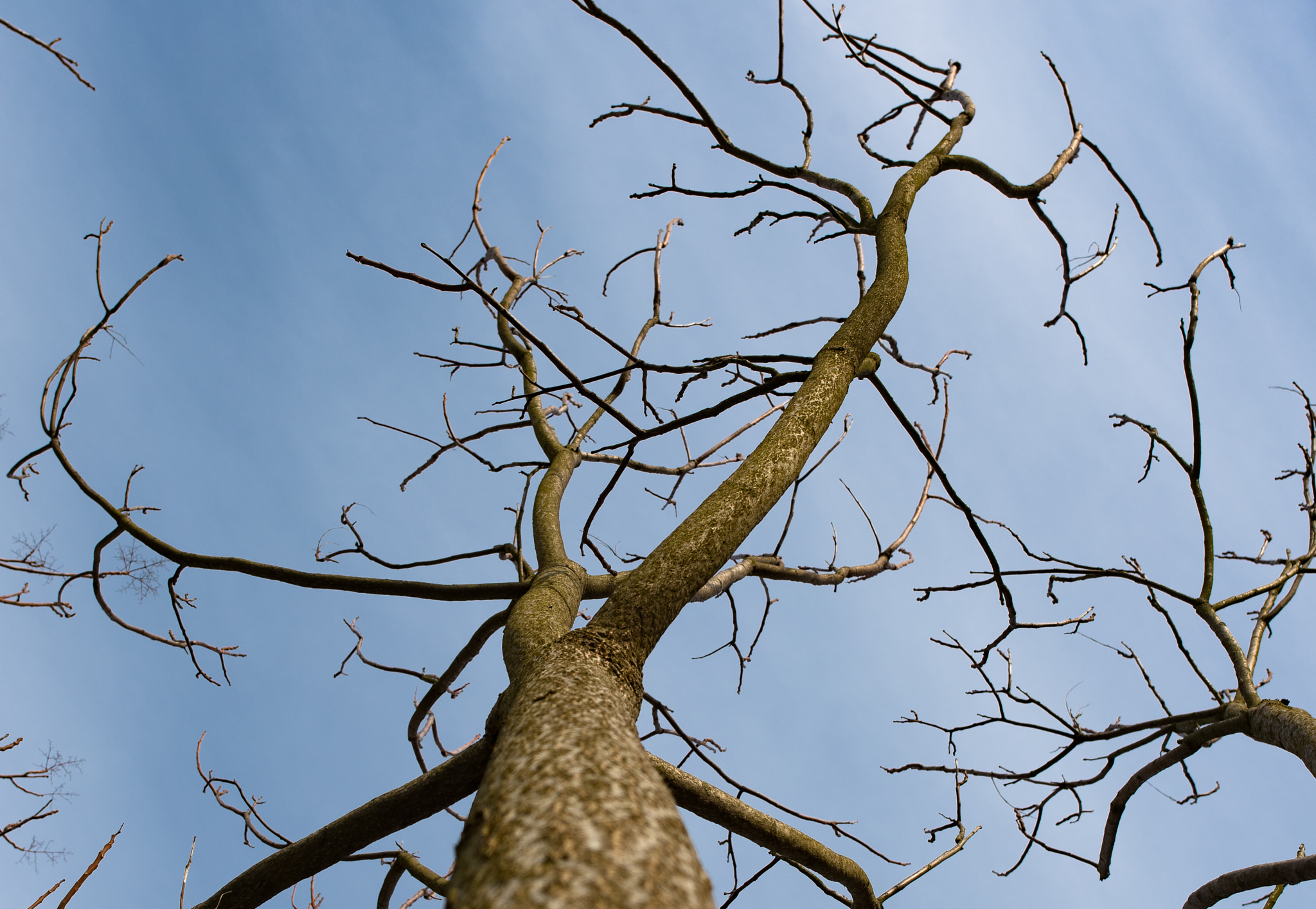 Nikon AF-S Nikkor 24mm F1.8G ED sample photo. Tree in the sky photography