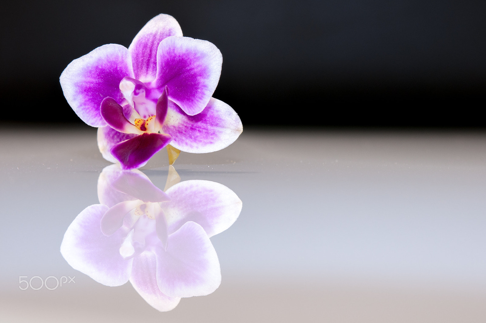 Nikon D300 + Nikon AF-S Micro-Nikkor 60mm F2.8G ED sample photo. Reflection of an orchid photography