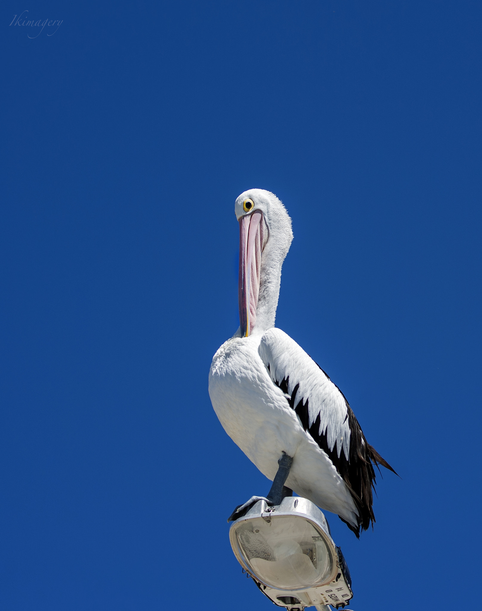 Nikon D4 sample photo. Rottnest pelicans eye photography
