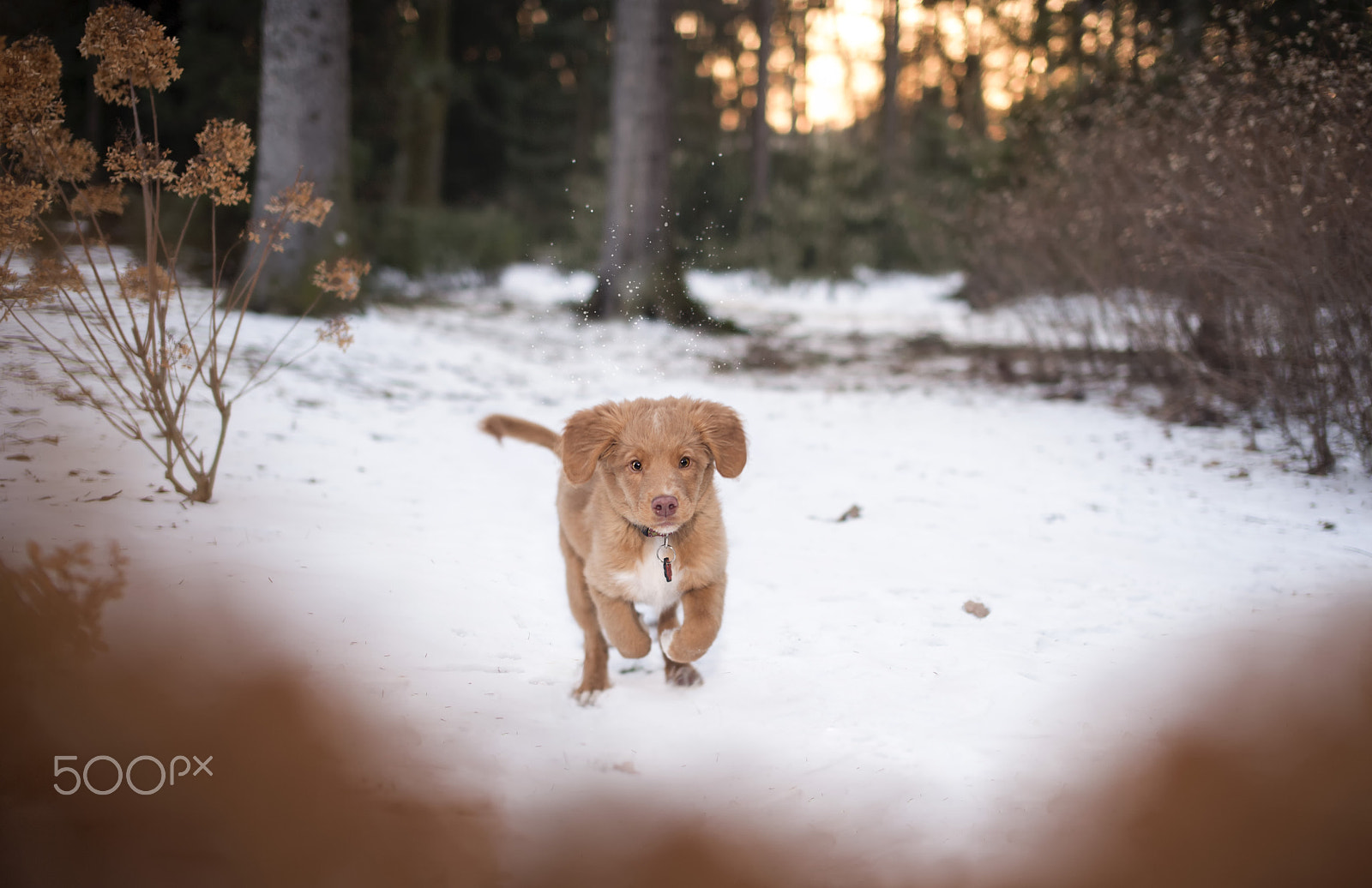 Nikon D3 + Sigma 50mm F1.4 EX DG HSM sample photo. Running photography