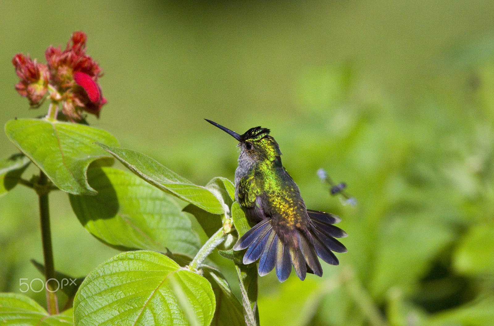 Canon EOS 50D + Canon EF 100-400mm F4.5-5.6L IS USM sample photo. The defender photography