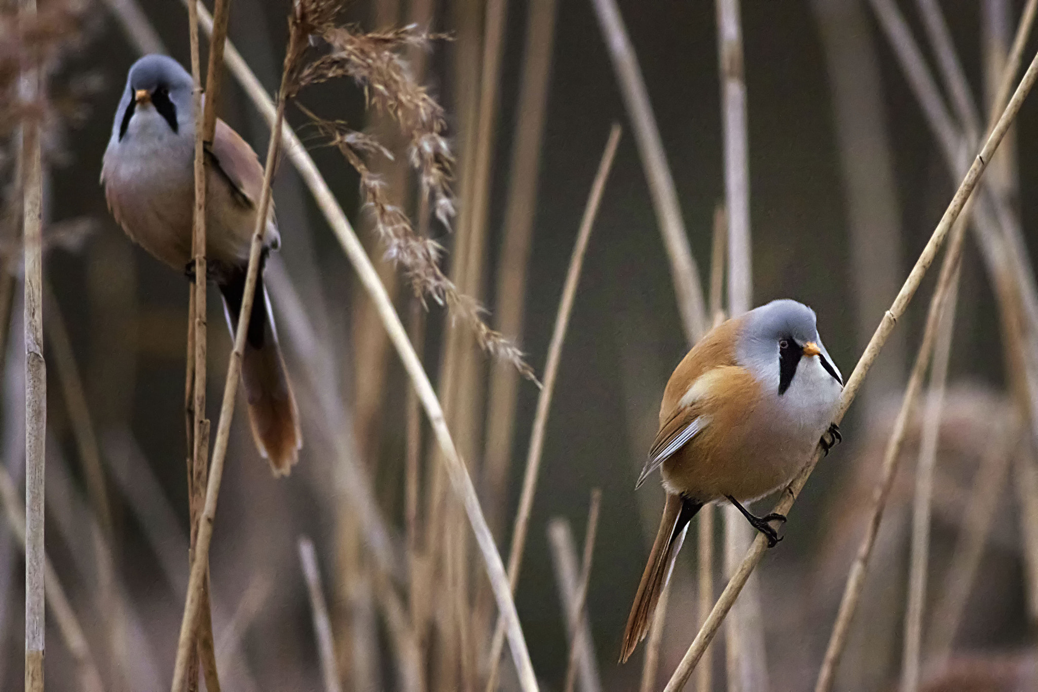 Canon EF 400mm F5.6L USM sample photo. Bearded tits in the reed field photography