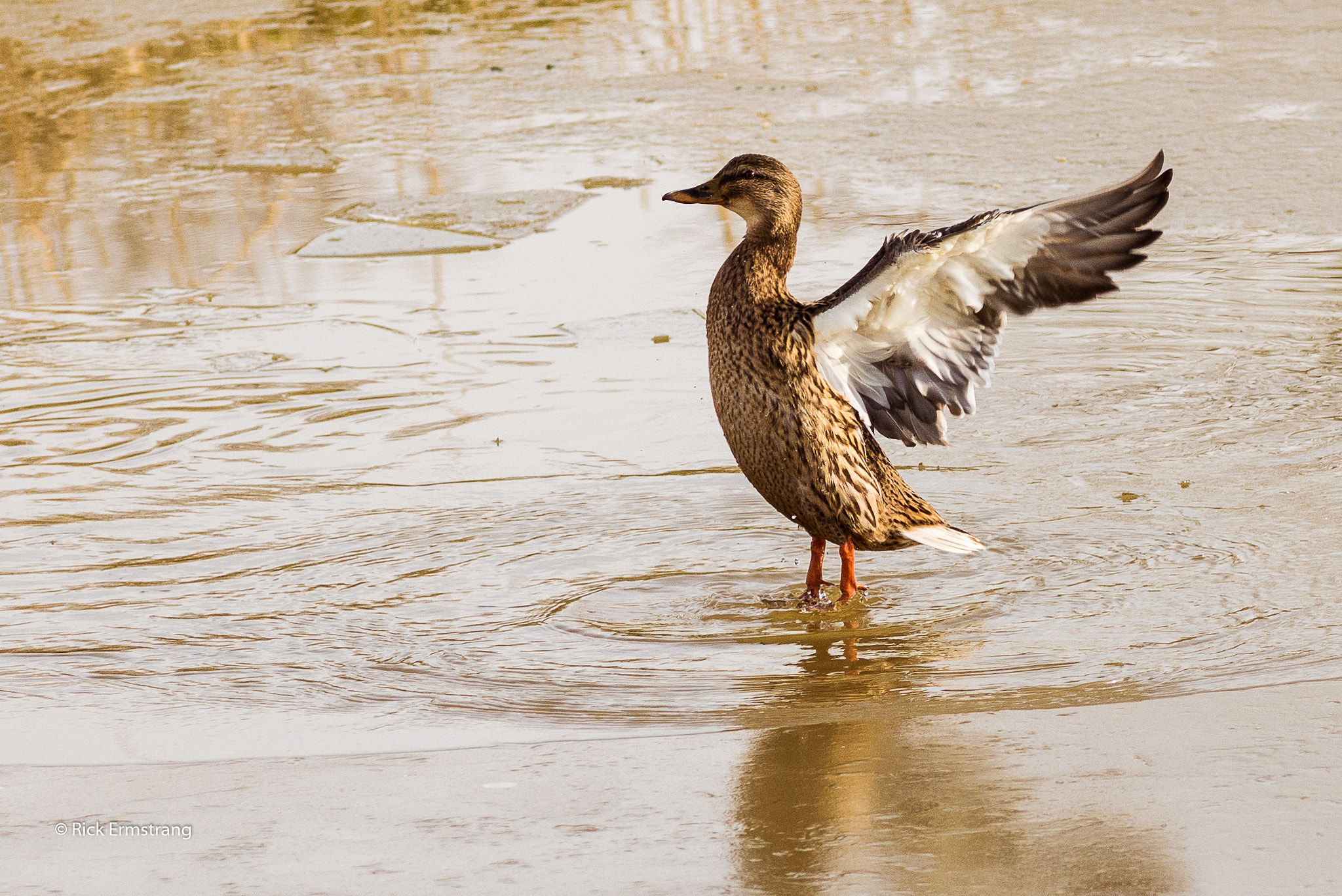 AF Nikkor 180mm f/2.8 IF-ED sample photo. Wild mallard on ice photography