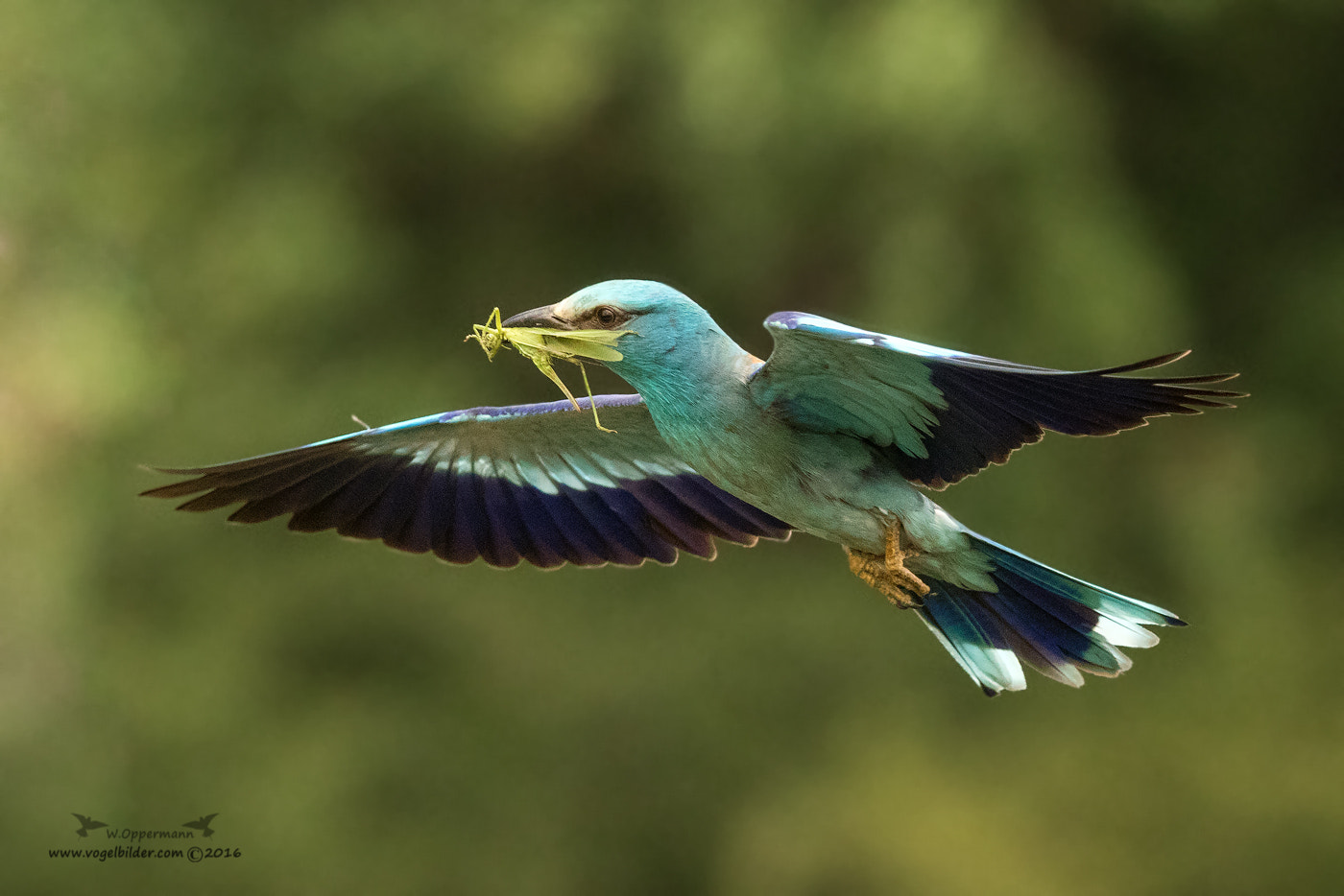 Canon EOS-1D X Mark II + Canon EF 300mm F2.8L IS USM sample photo. Blauracke / roller photography