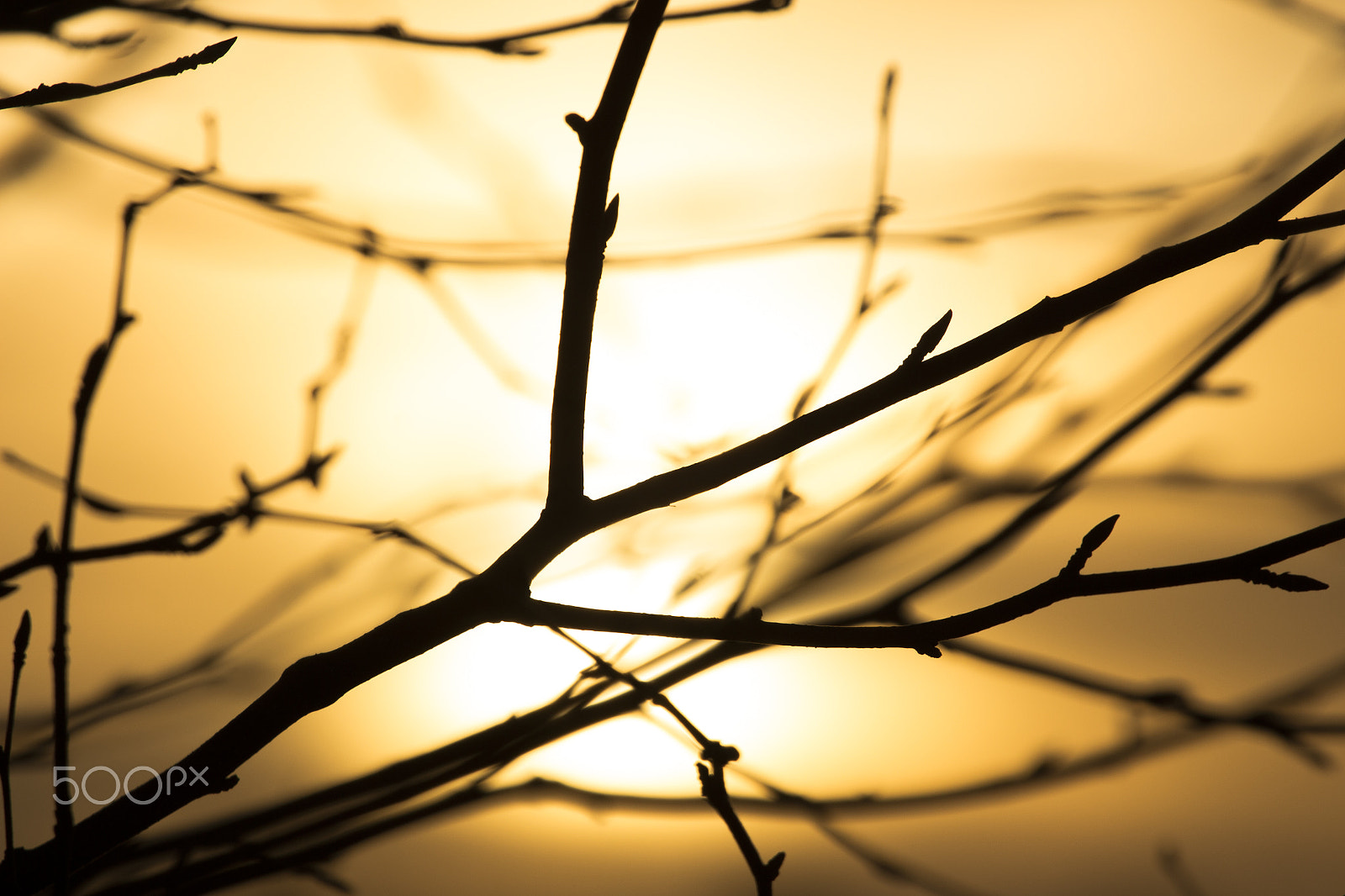 Canon EOS 700D (EOS Rebel T5i / EOS Kiss X7i) + Canon EF 70-200mm F4L USM sample photo. Silhouet off the tree photography