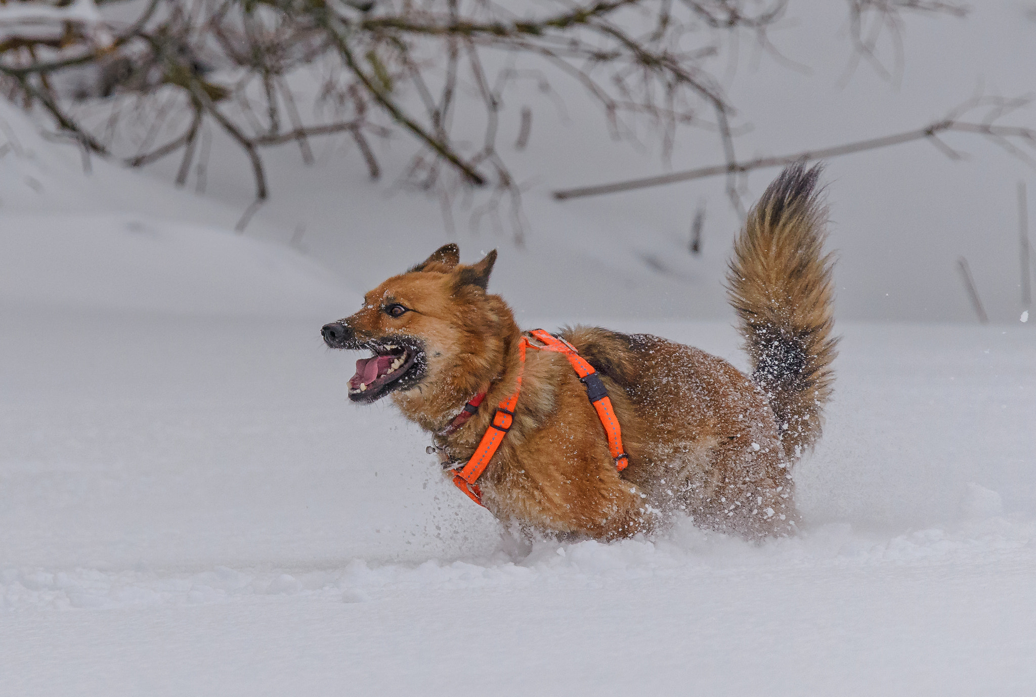 Nikon D610 + Tamron SP 150-600mm F5-6.3 Di VC USD sample photo. Romping in the snow photography