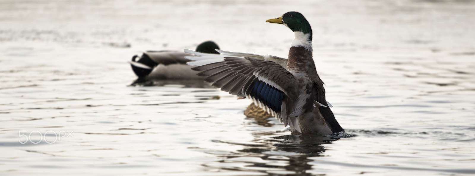Canon EOS 700D (EOS Rebel T5i / EOS Kiss X7i) + Canon EF 70-200mm F4L USM sample photo. Duck in the water photography