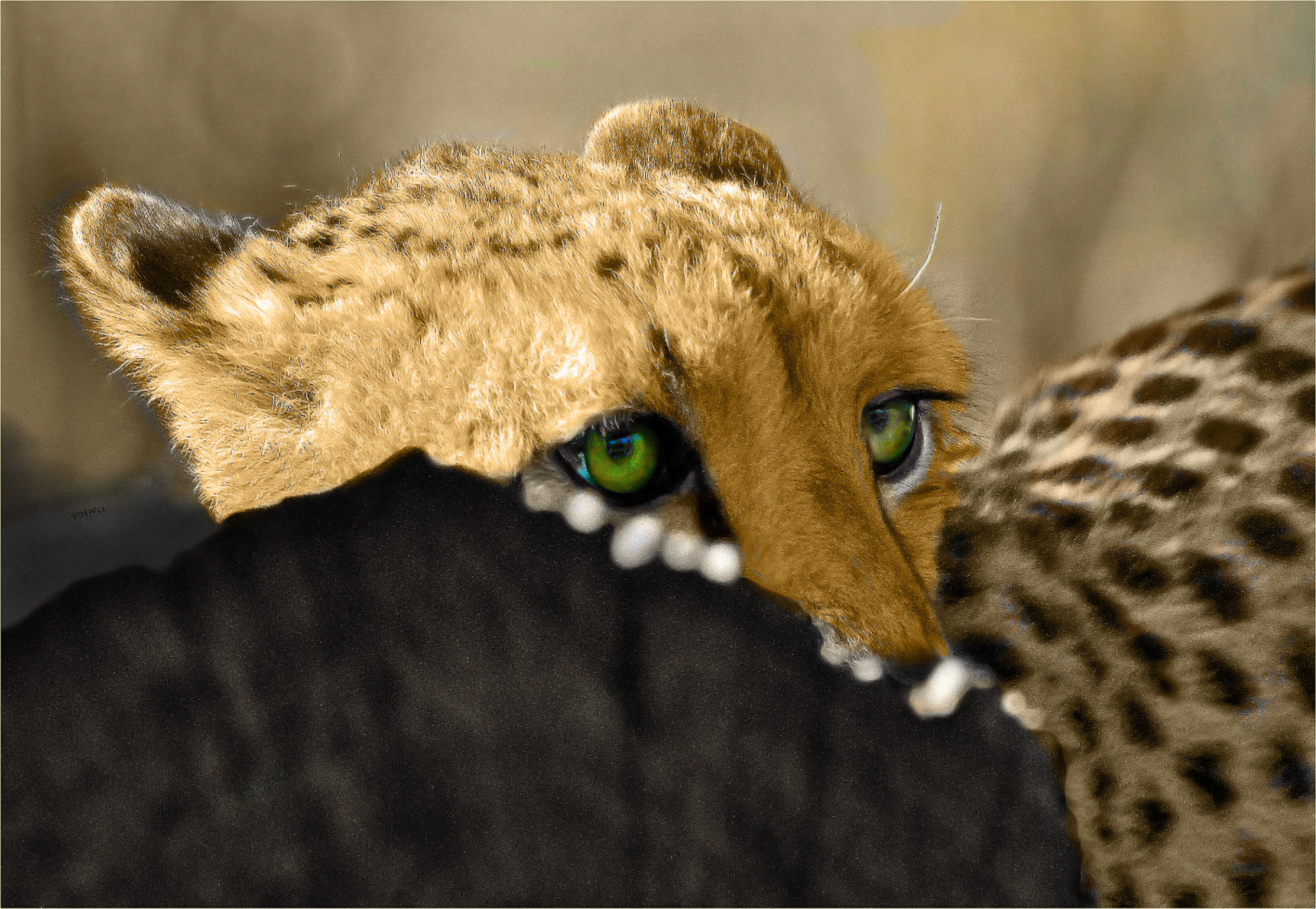 Sony SLT-A55 (SLT-A55V) sample photo. Cheetah's green eyes photography