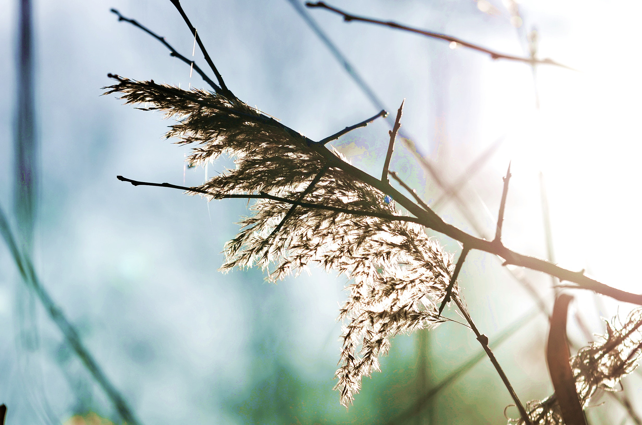 Nikon D7000 + Sigma 70-200mm F2.8 EX DG Macro HSM II sample photo. Nature photography