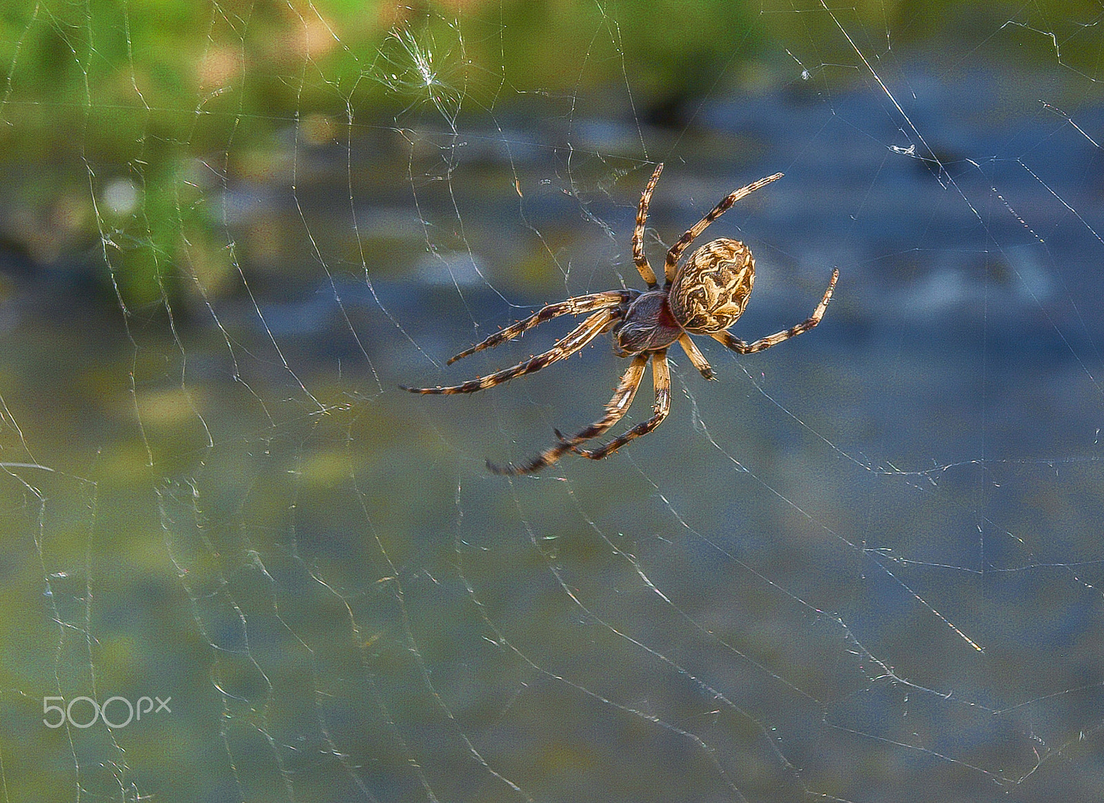 Olympus E-420 (EVOLT E-420) + OLYMPUS 14-42mm Lens sample photo. Spider photography