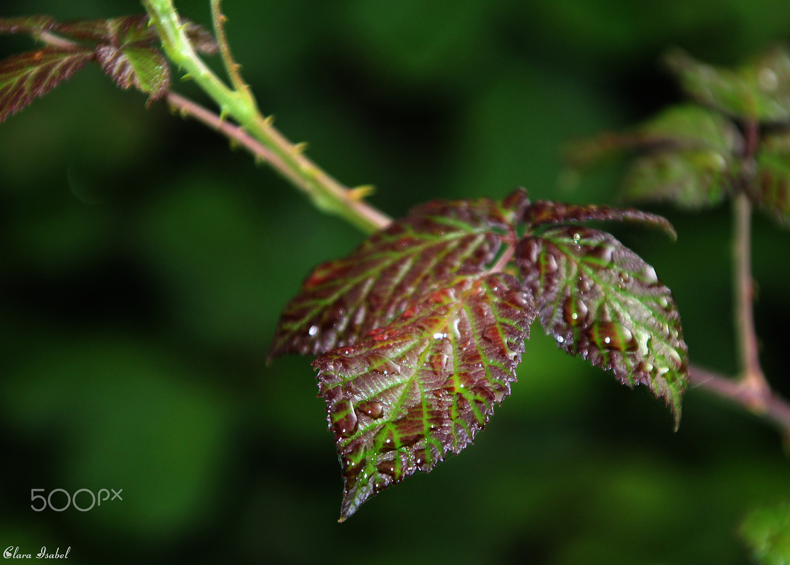 Canon EOS 1200D (EOS Rebel T5 / EOS Kiss X70 / EOS Hi) + Canon TS-E 90mm F2.8 Tilt-Shift sample photo. La vida... photography