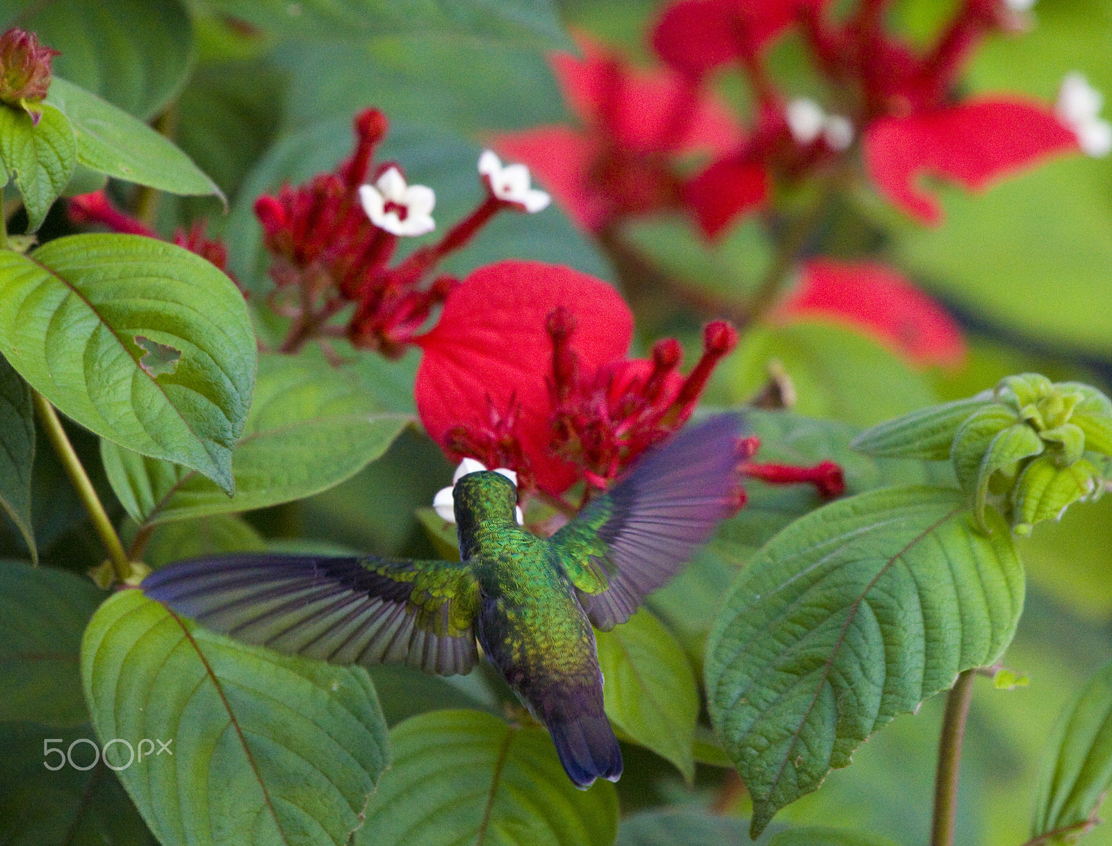 Canon EF 100-400mm F4.5-5.6L IS USM sample photo. Holding pattern photography