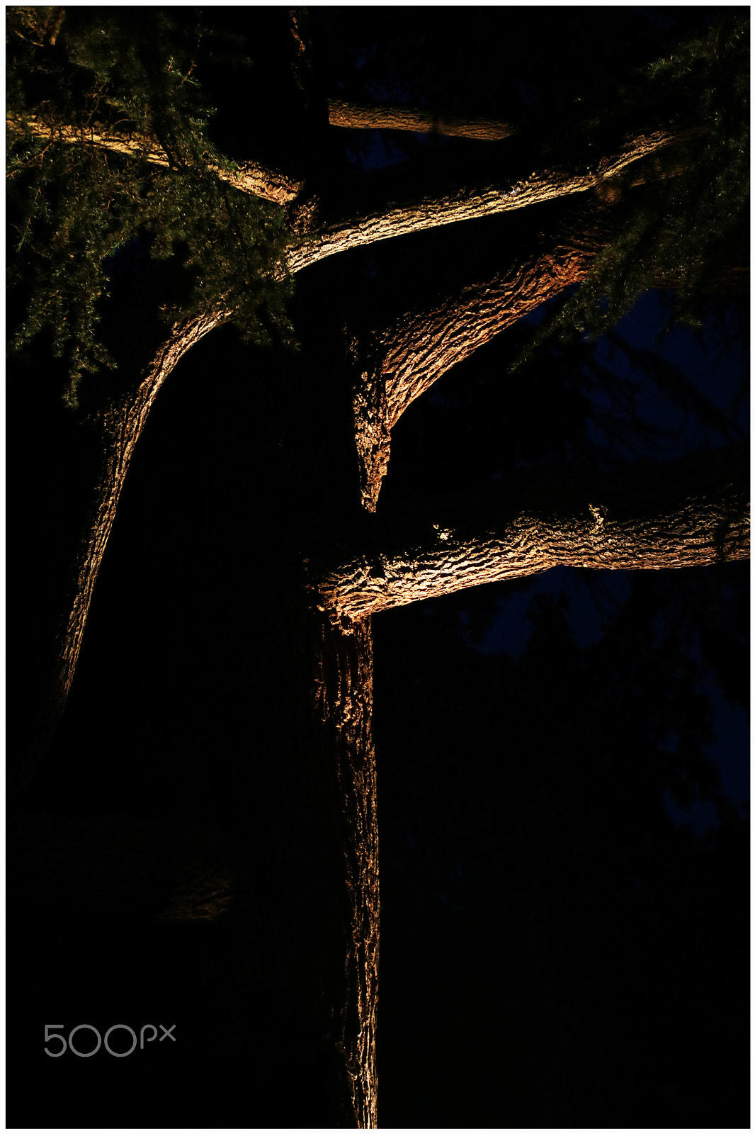 Canon EOS 760D (EOS Rebel T6s / EOS 8000D) sample photo. Arbre de nuit - tree of night photography