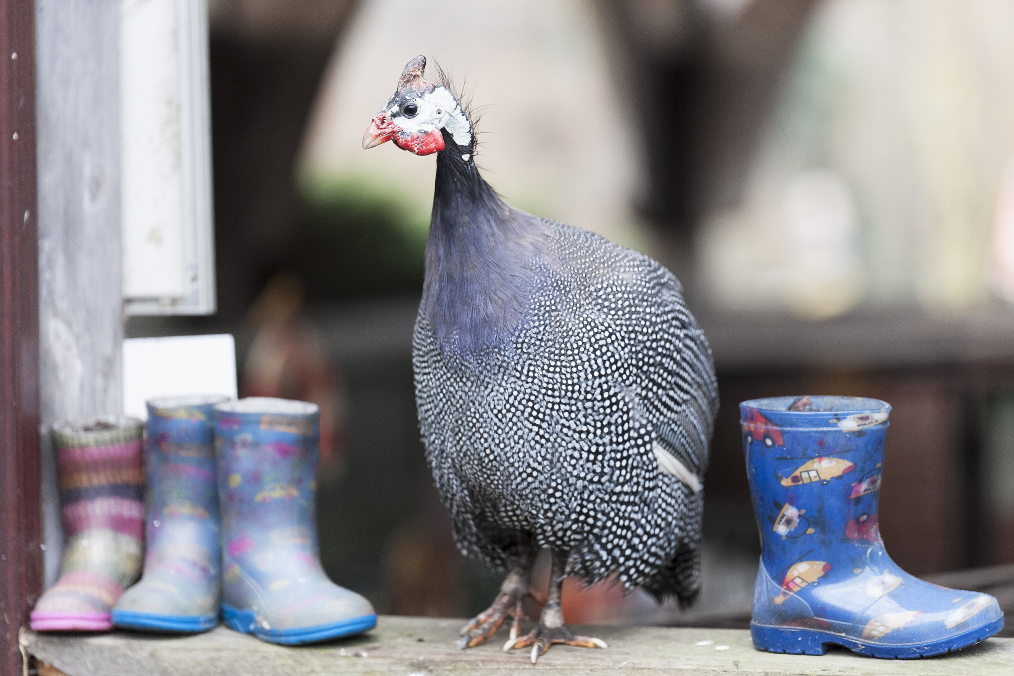 Sony Alpha DSLR-A900 + Tamron SP 70-200mm F2.8 Di VC USD sample photo. Guineafowl photography