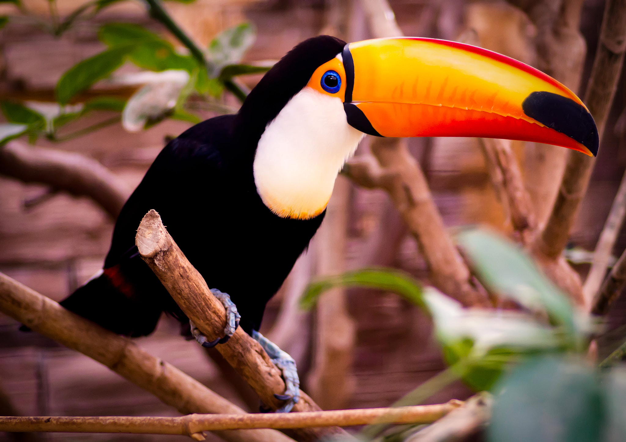 Nikon D800 + Tokina AT-X Pro 100mm F2.8 Macro sample photo. Toucan.... photography