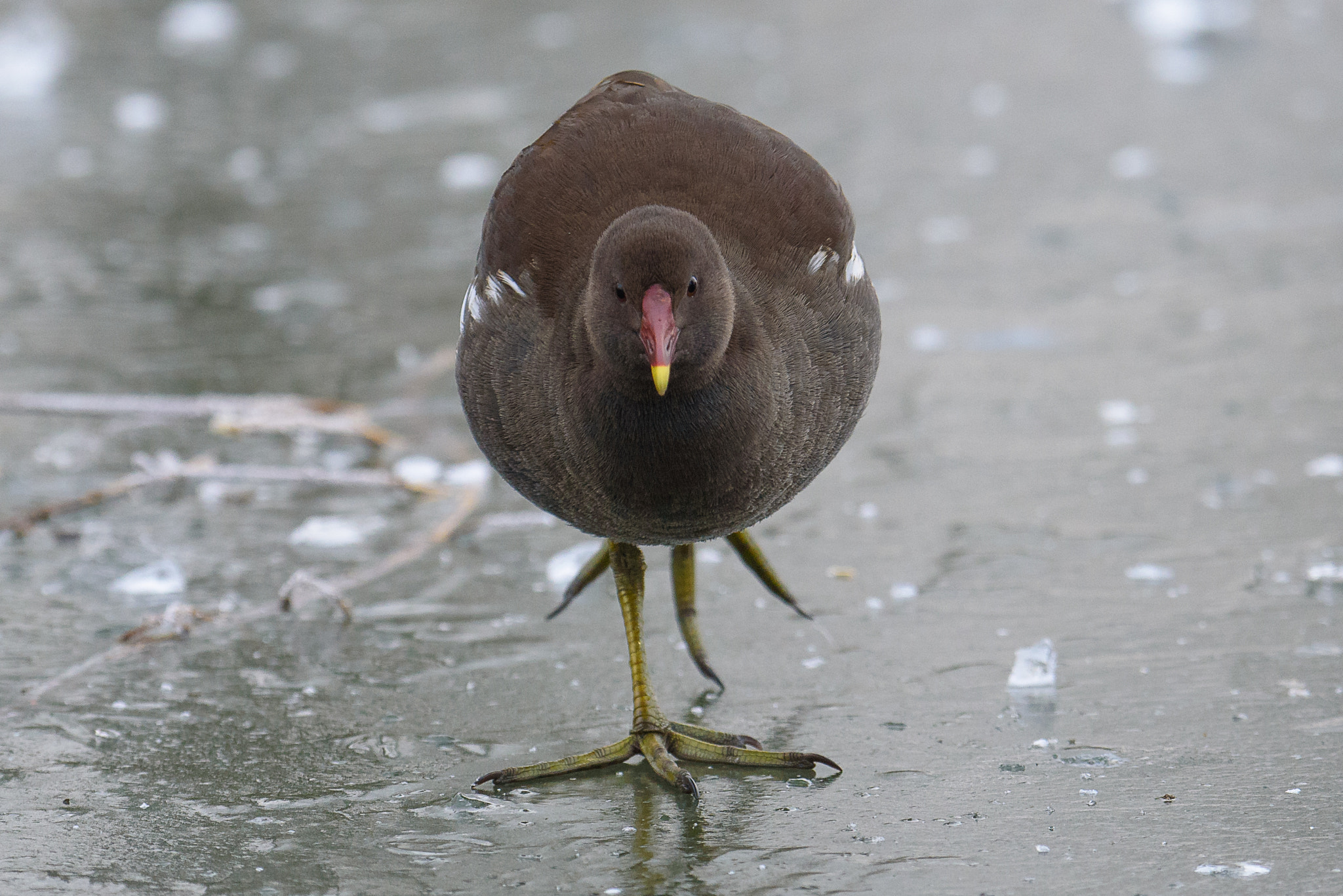 Nikon D750 + Nikon AF-S Nikkor 80-400mm F4.5-5.6G ED VR sample photo. Frozen photography