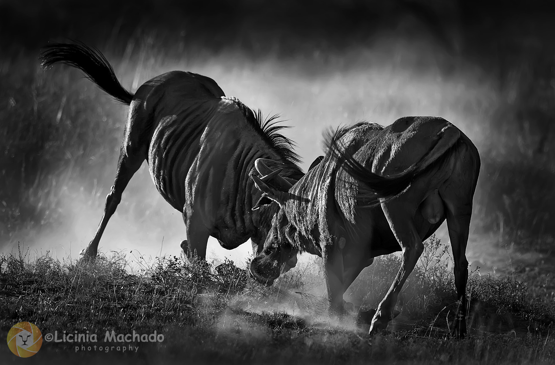 Nikon D3S + Nikon AF-S Nikkor 500mm F4G ED VR sample photo. Bullfight b&w photography