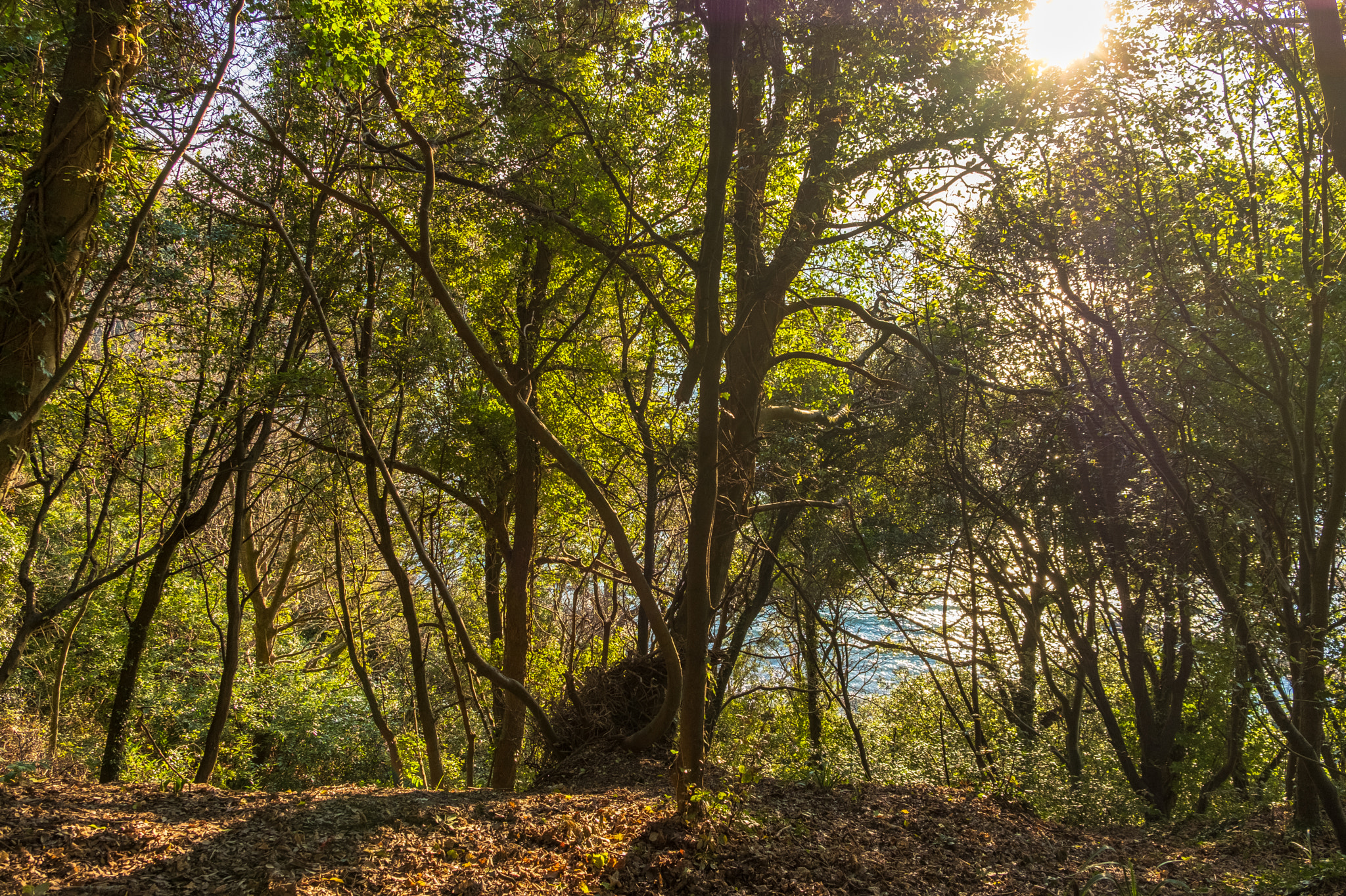 Fujifilm X-Pro2 + Fujifilm XF 18-55mm F2.8-4 R LM OIS sample photo. Glimpse of the sea through the woods photography