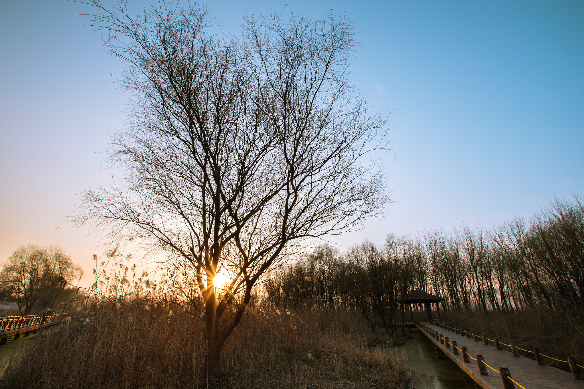 Canon EF 16-35mm F2.8L II USM sample photo. A tree in fish mouth wetland park of nanjing photography