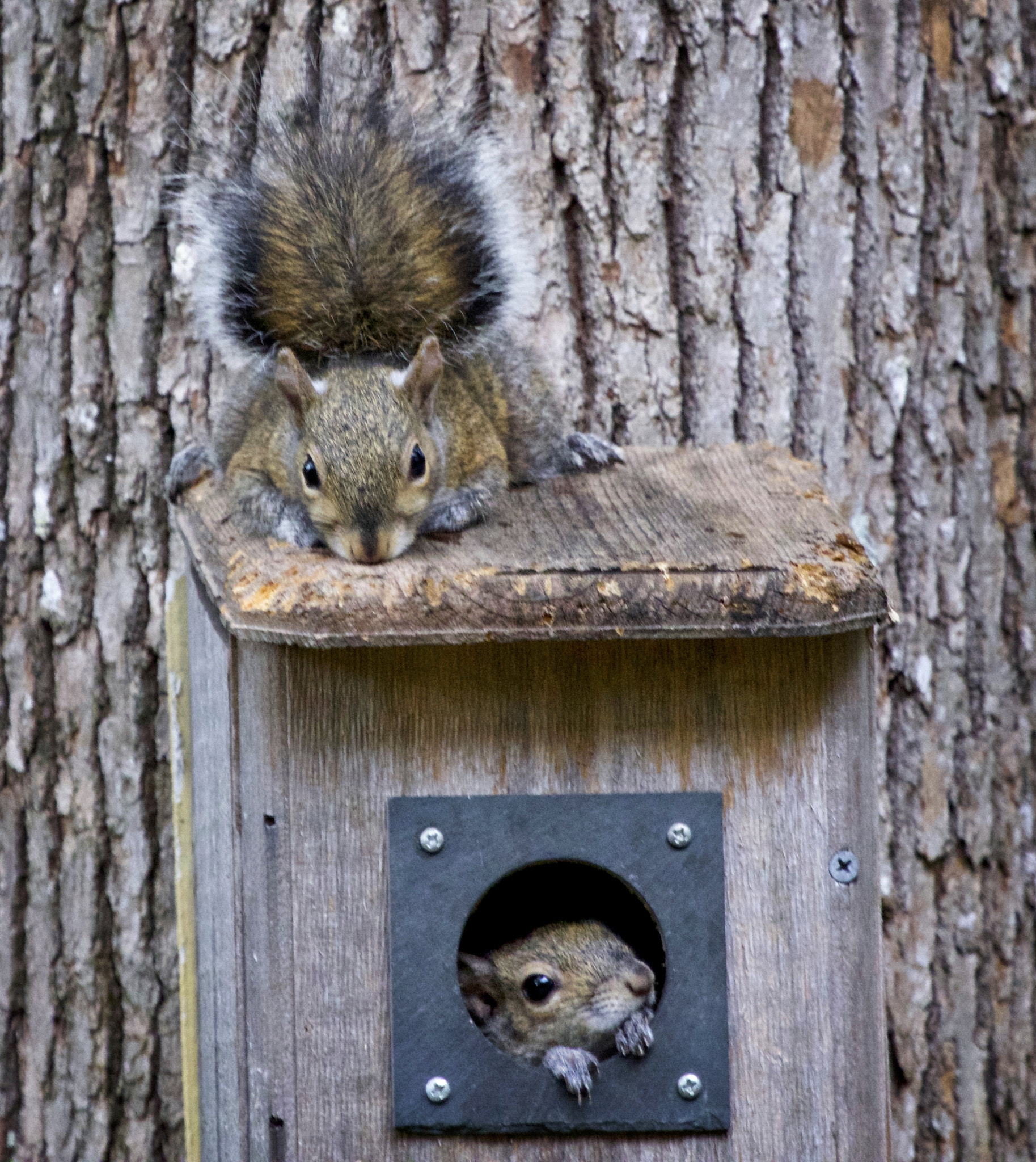 Canon EF 100-400mm F4.5-5.6L IS USM sample photo. Backyard birdhouse visitors photography