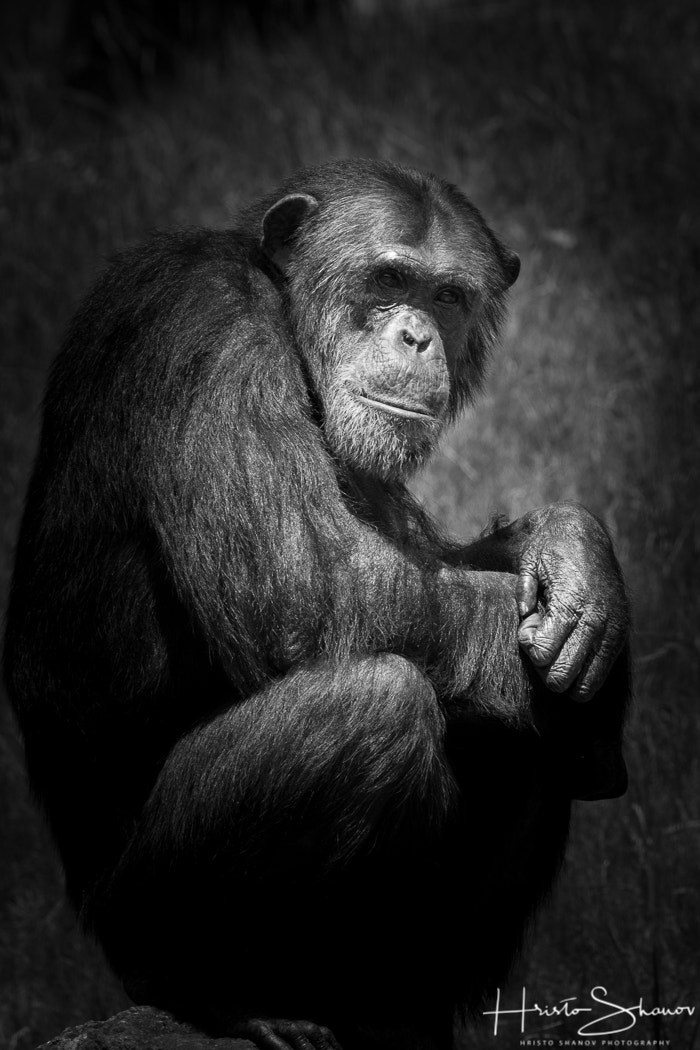 Tamron SP 150-600mm F5-6.3 Di VC USD sample photo. Chimpanzee photography