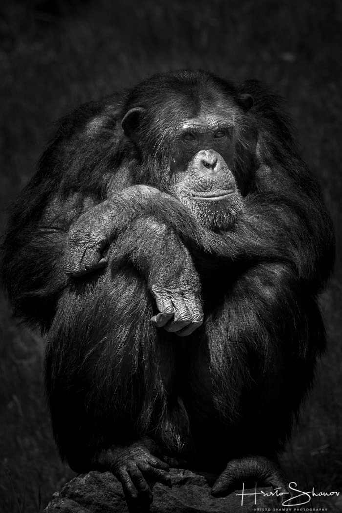 Tamron SP 150-600mm F5-6.3 Di VC USD sample photo. Chimpanzee photography