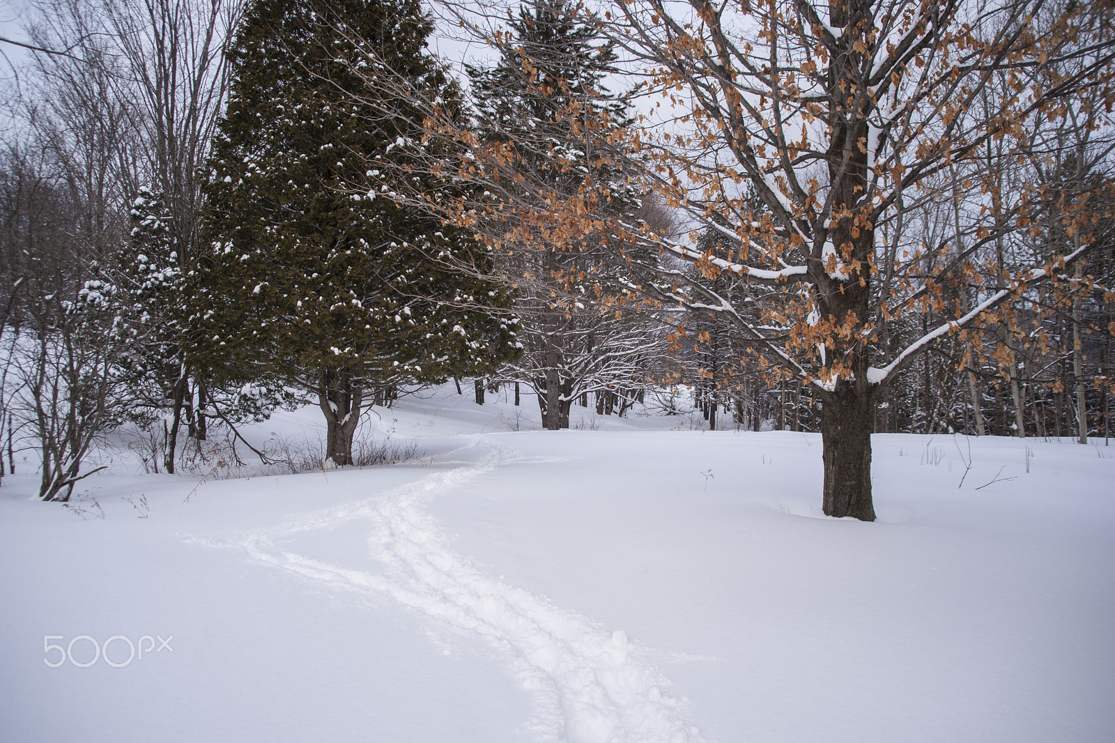 Minolta/Sony AF 24-105mm F3.5-4.5 (D) sample photo. A walk in the woods with snow photography