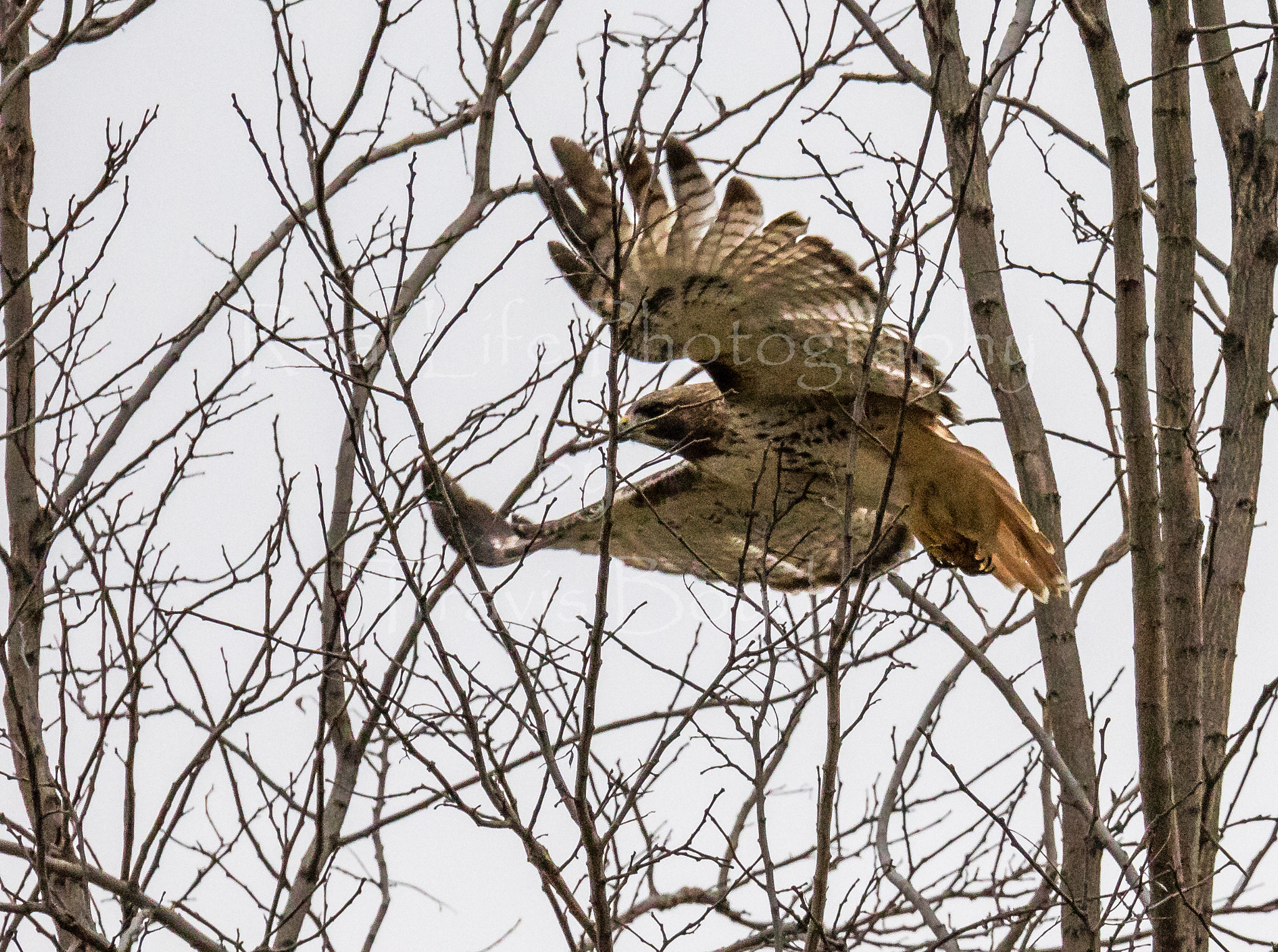 150-600mm F5-6.3 DG OS HSM | Sports 014 sample photo. Beneath my wings photography