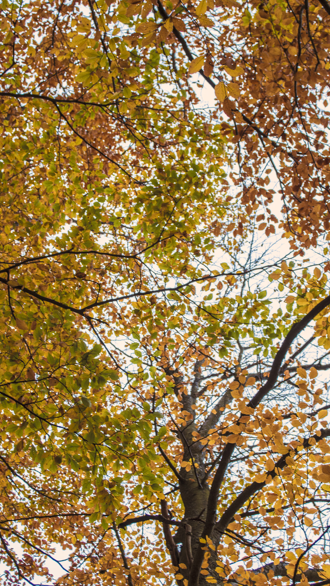 Canon EF 35-70mm f/3.5-4.5A sample photo. The colors of the fall photography