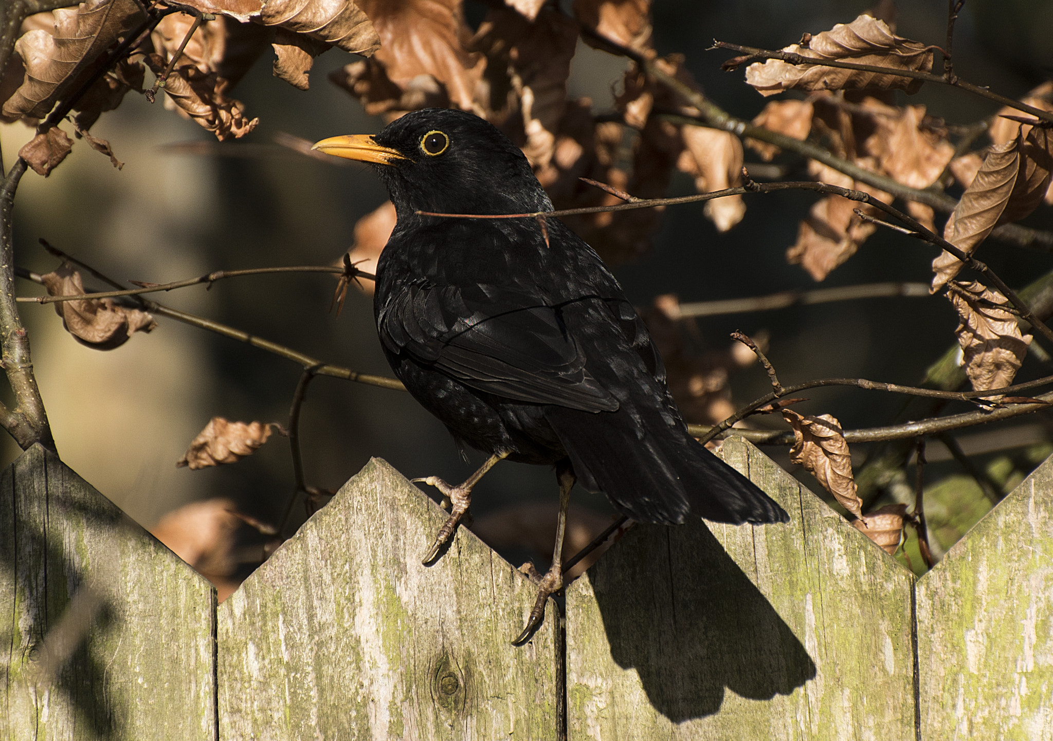 Nikon D5500 sample photo. Blackbird  photography